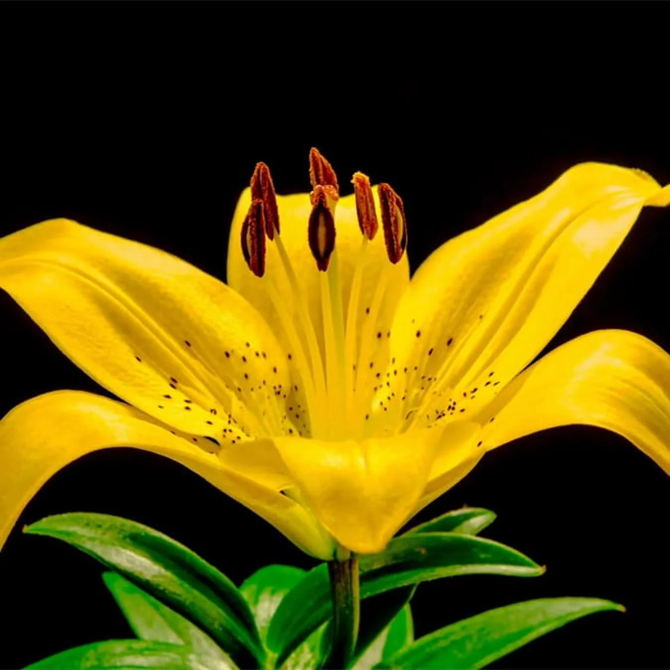 Lily Asiatic Lilium Bulbs Mixed Lilies , Flowering Bulbs,Lily Bulbs for Planting Now Lily Bulbs Colourful Collection