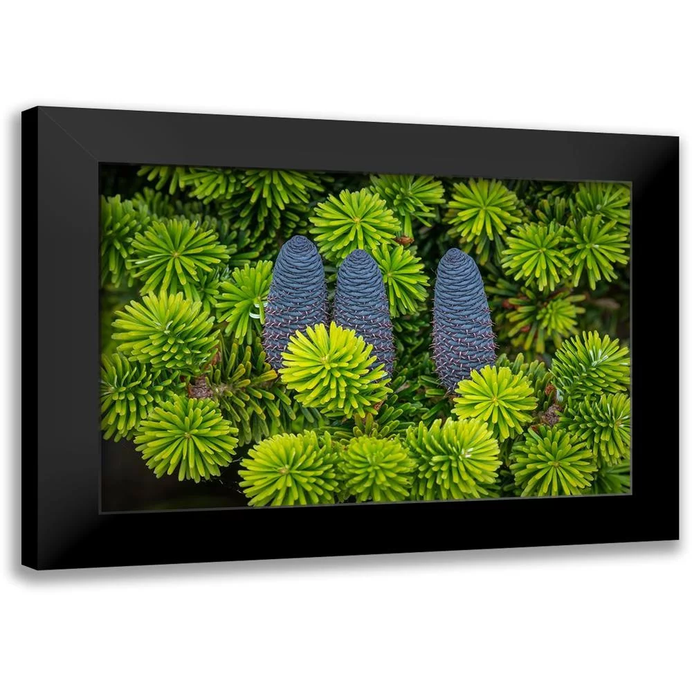 Mahan, Kathy 14x11 Black Modern Framed Museum Art Print Titled - Korean Spruce Cones II