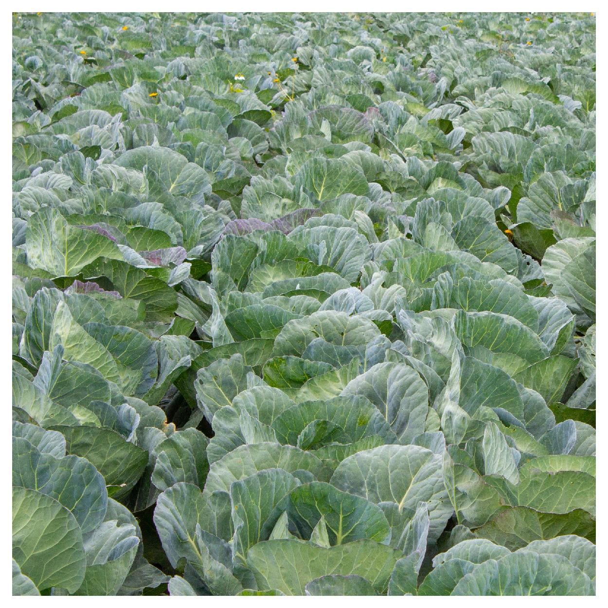 Everwilde Farms - 500 Danish Ballhead Cabbage Seeds - Gold Vault Jumbo Bulk Seed Packet