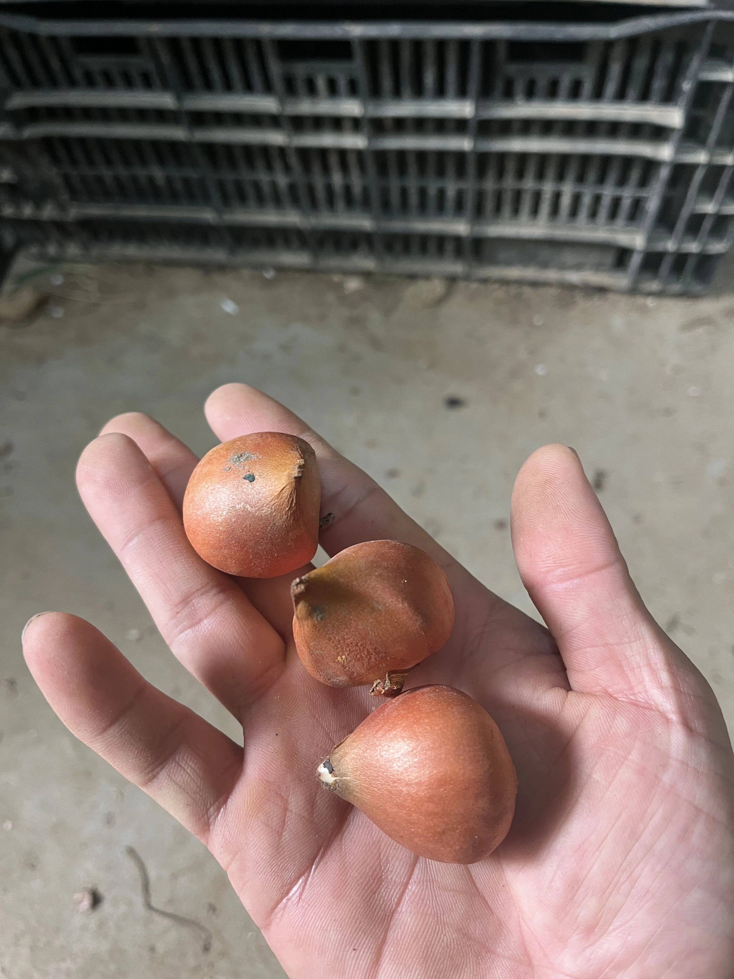 Tulip Bulbs, Perennials,Gardening Enthusiasts,Tulip Flowers,Bulbs,Hydroponics, Tulips, Tulip Flowers, Tulip Bulbs For Sale