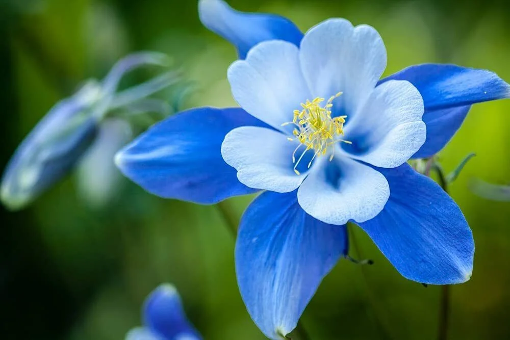 100 Blue Colorado Columbine Flower Seeds Non-GMO