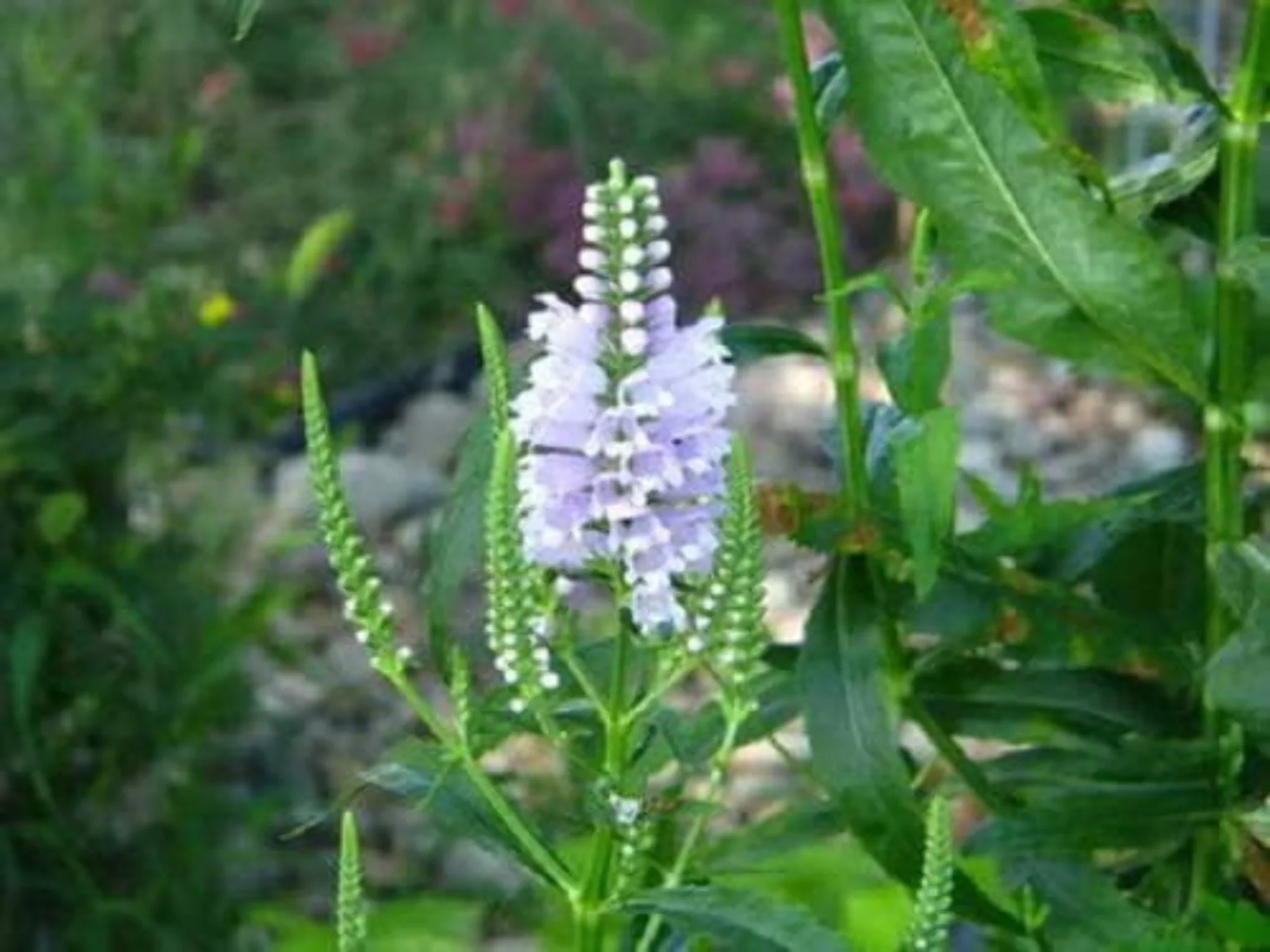 50 WHITE Showy OBEDIENT PLANT (False Dragon Head) Physostegia Angustifolia Flower Seeds
