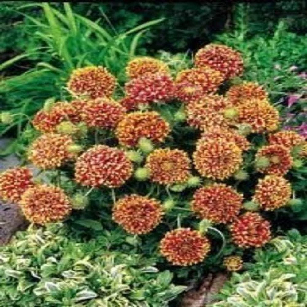 Gaillardia Sundance Bicolor Nice Garden Flower 30 Seeds