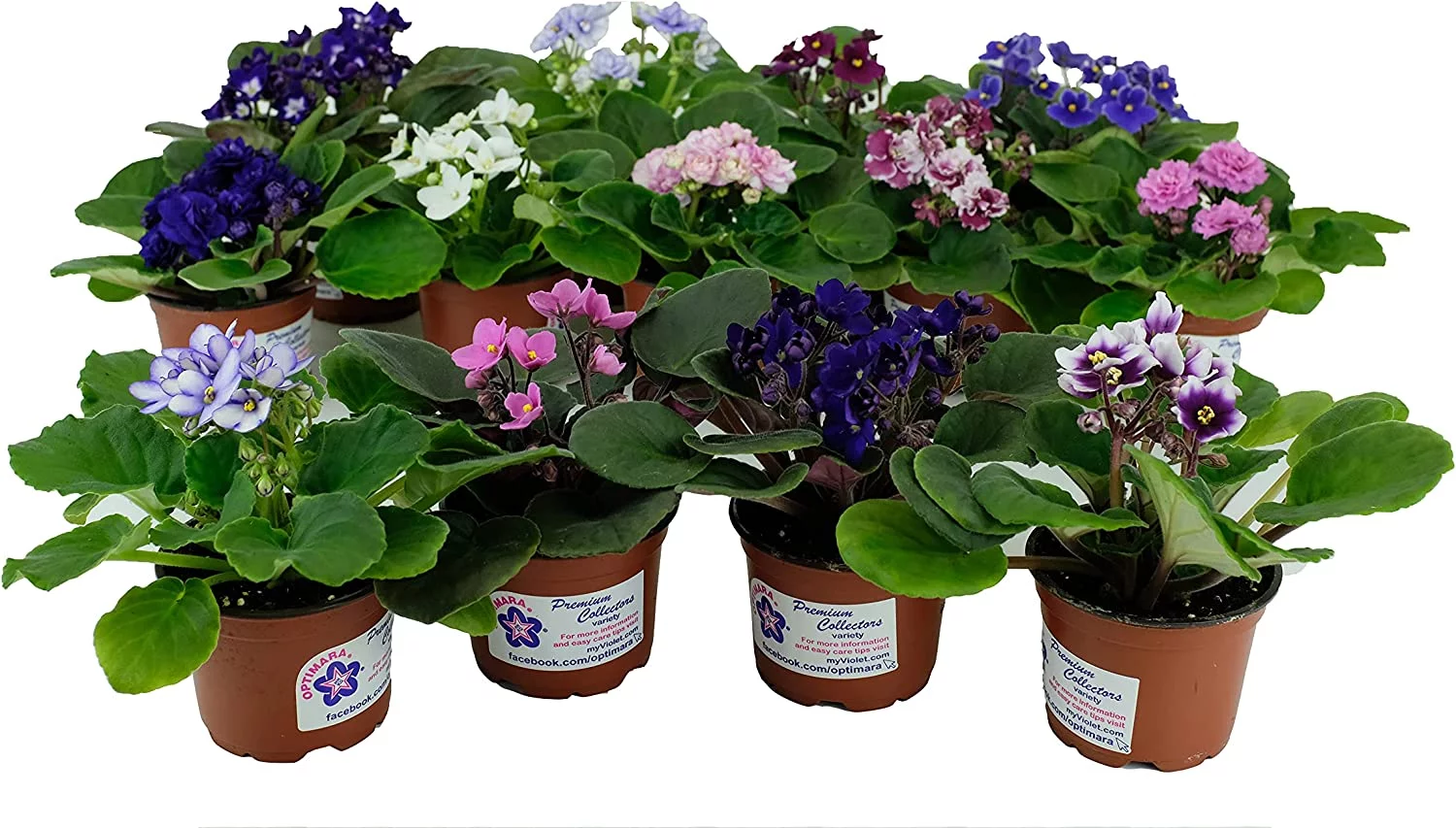 Optimara African Violet Variety Pack (4 Assorted Plants) (4