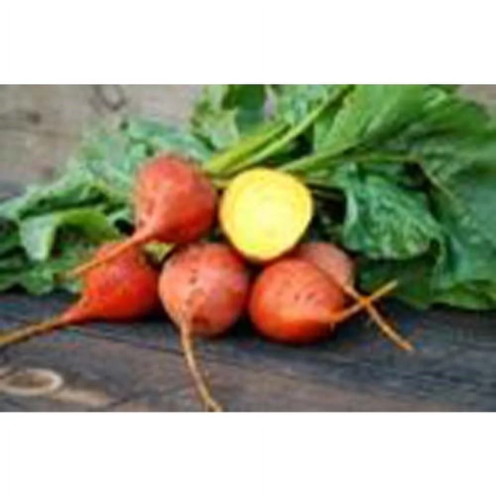 Beet Golden Detroit Great Heirloom Vegetable 100 Seeds