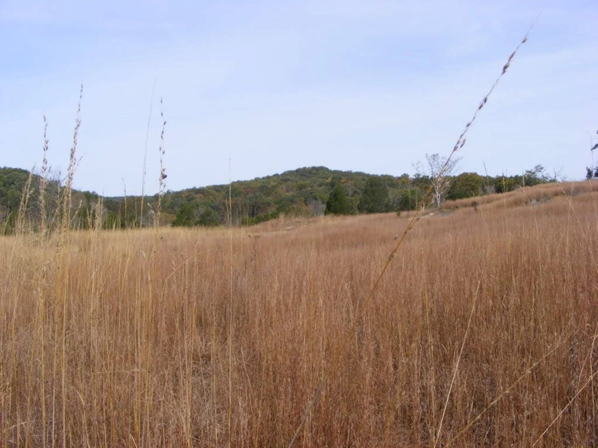 300 LITTLE BLUESTEM GRASS Schizachyrium Scoparius Seeds