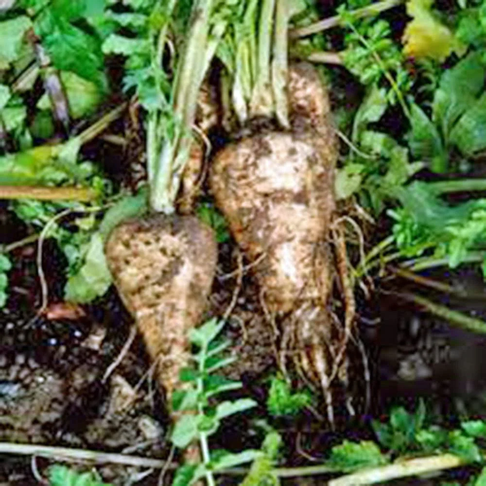 Parsnip Seeds, Harris Model, Heirloom, Non GMO, 100 Seeds, Parsnip Seeds for Growing