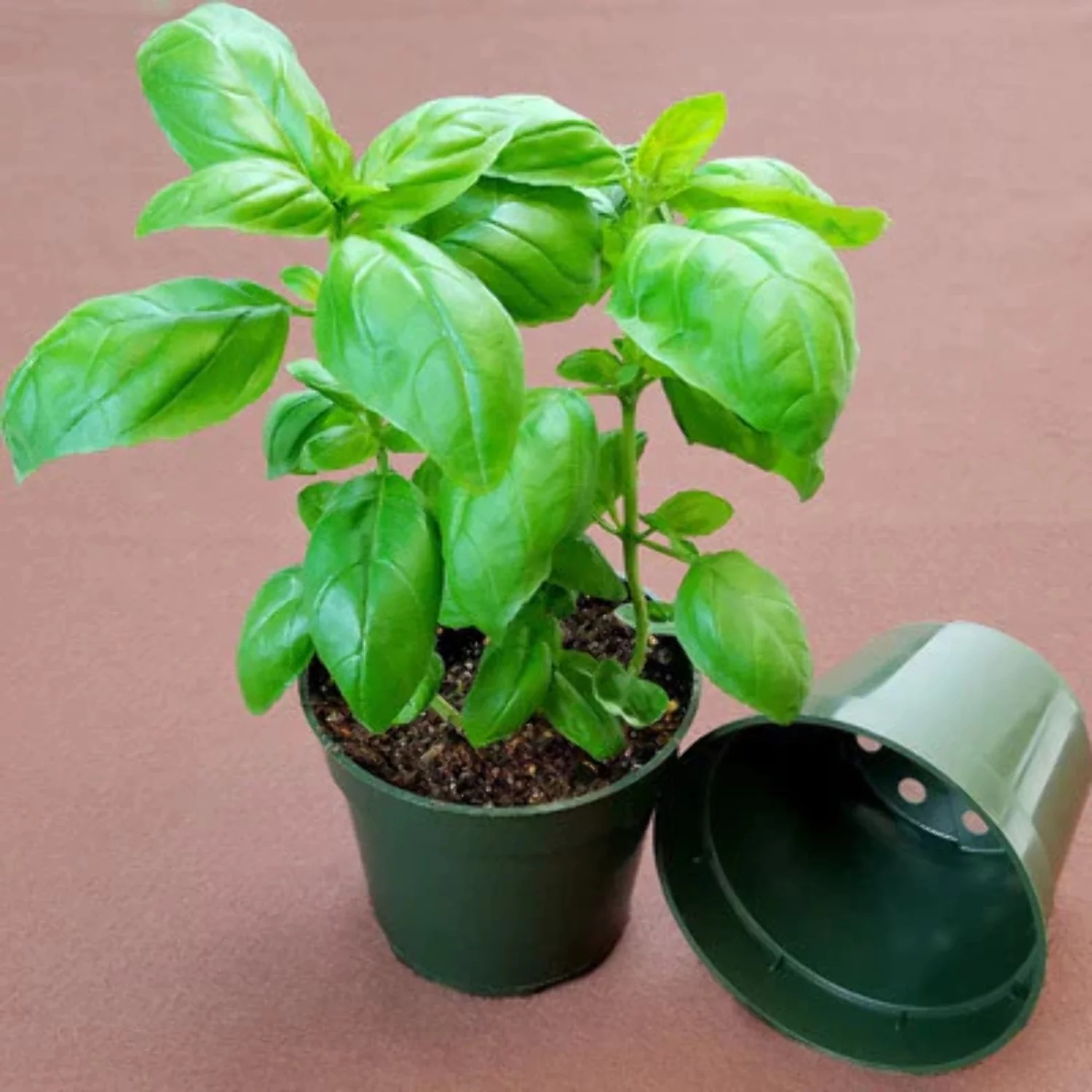 Dillen 4 Round Pot - 200-Count