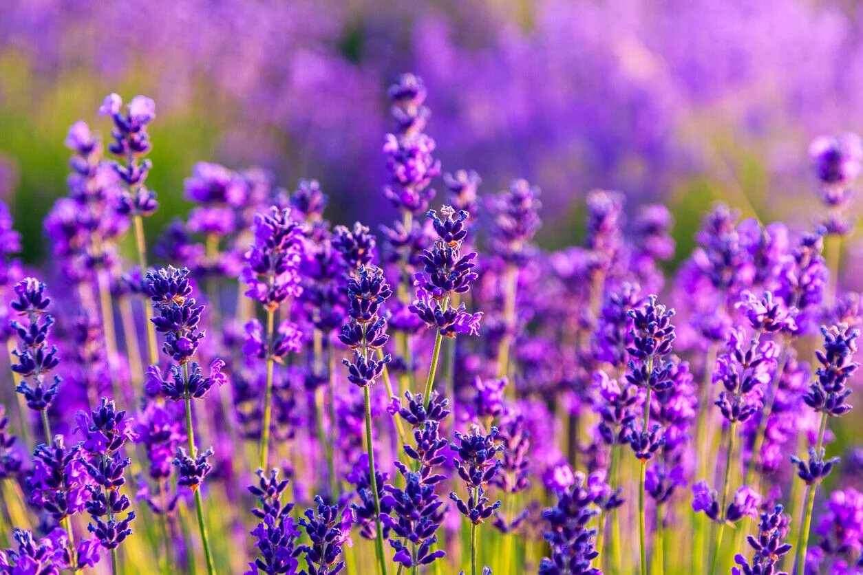 Lavender Seeds - Common English | 800+ Non-GMO Garden Seeds