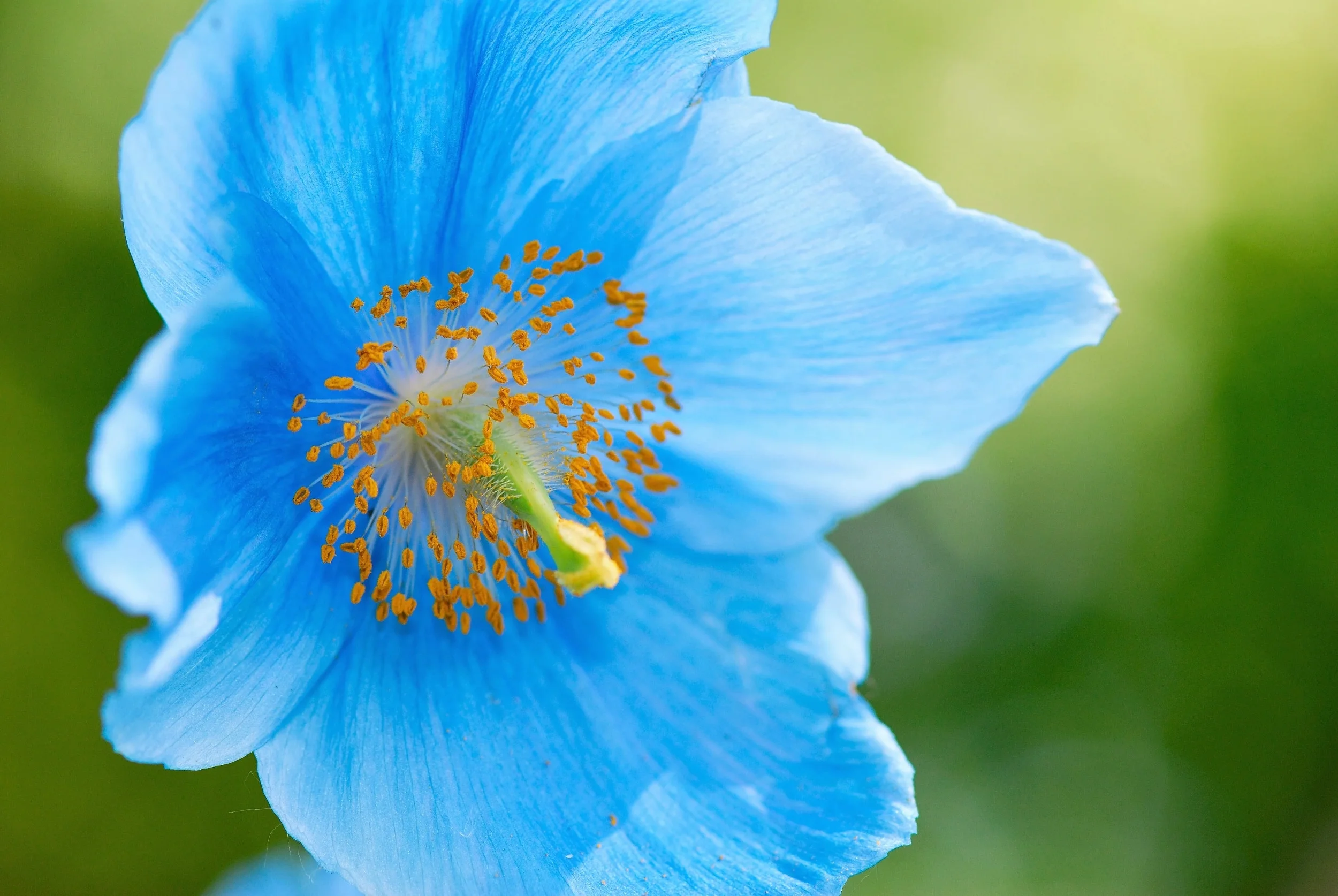 10 BLUE HIMALAYAN POPPY Tibetan Meconopsis Betonicifolia Flower Seeds