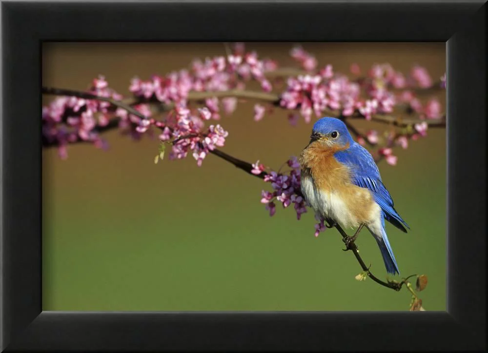 Eastern Bluebird Male in Redbud Tree in Spring Marion County, Illinois, Animals Framed Art Print Wall Art by Richard and Susan Day Sold by Art.Com