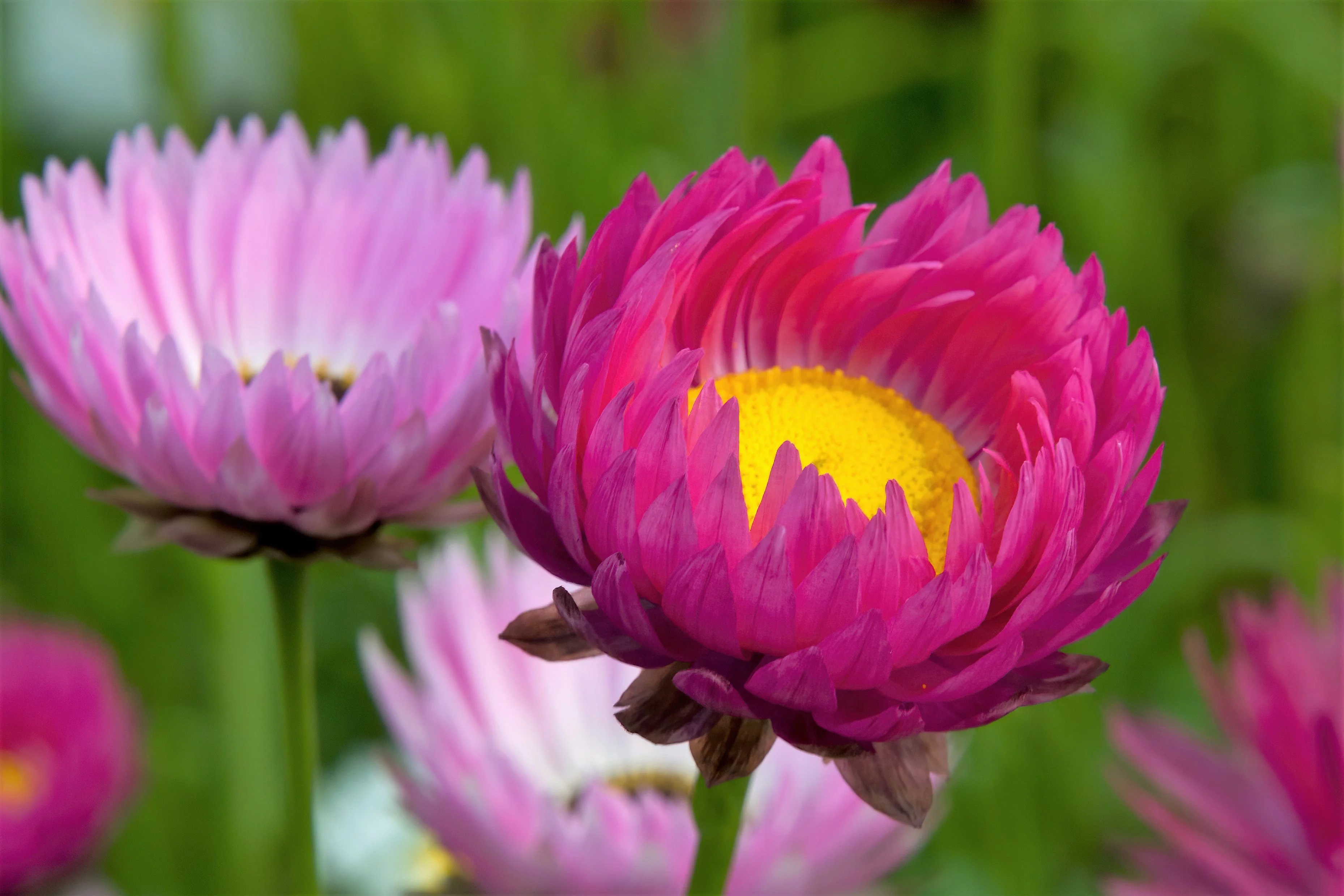 100 MIXED DOUBLE ACROCLINIUM aka Paper Daisy Helipterum Roseum Flower Seeds