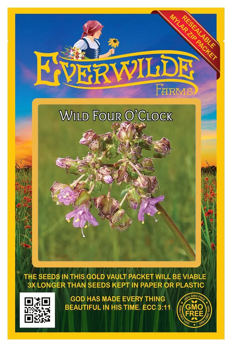 Everwilde Farms - 60 Wild Four O Clock Native Wildflower Seeds - Gold Vault Jumbo Bulk Seed Packet