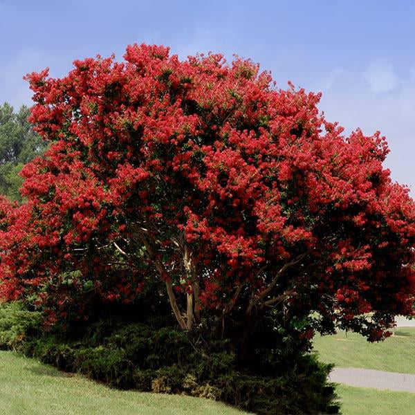 Brighter Blooms - Red Rocket Crape Myrtle, 2-3 ft. - No Shipping To AZ,OR