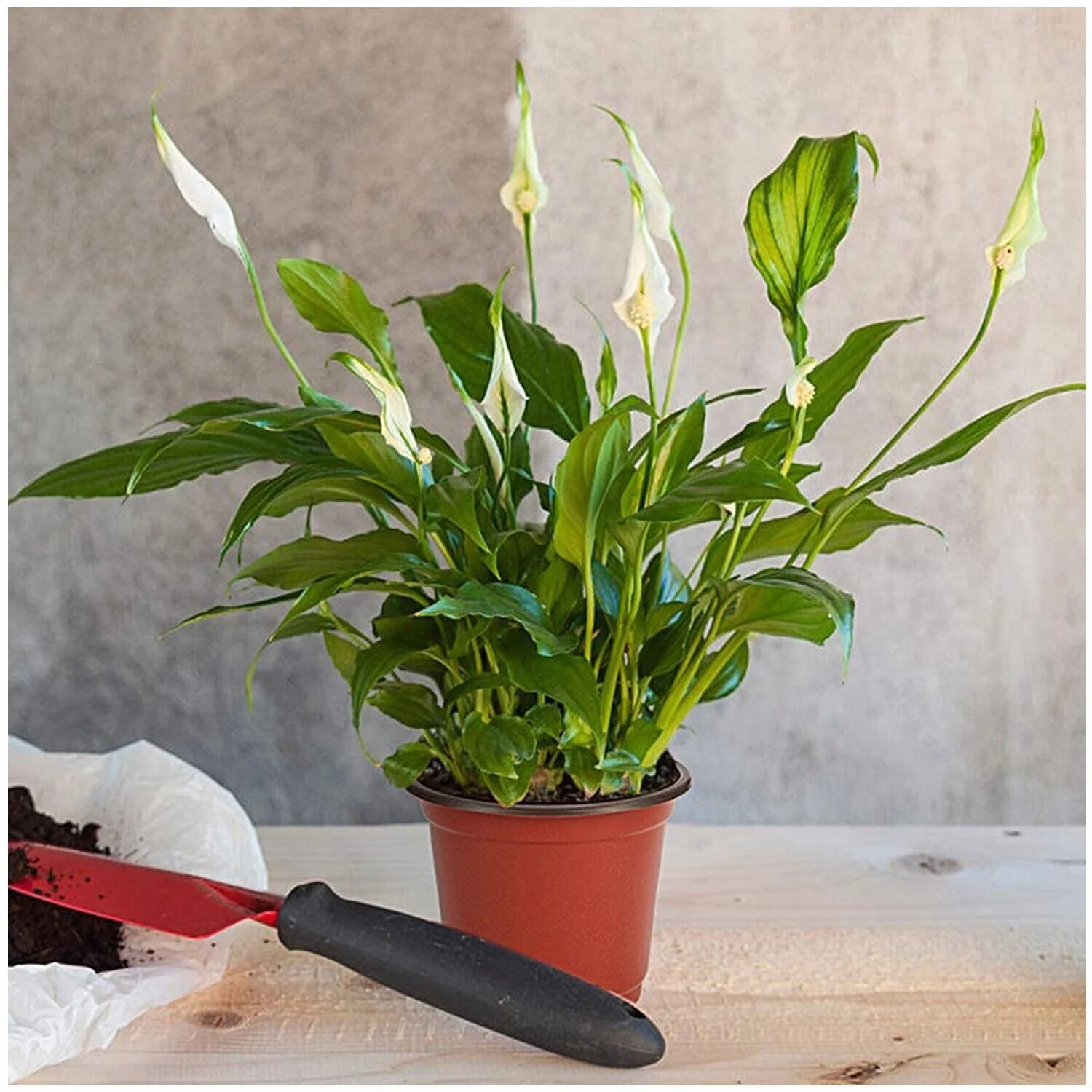 100x Garden Nursery Plastic Pots Flower Plant Container Seed With Label＆Fly Trap