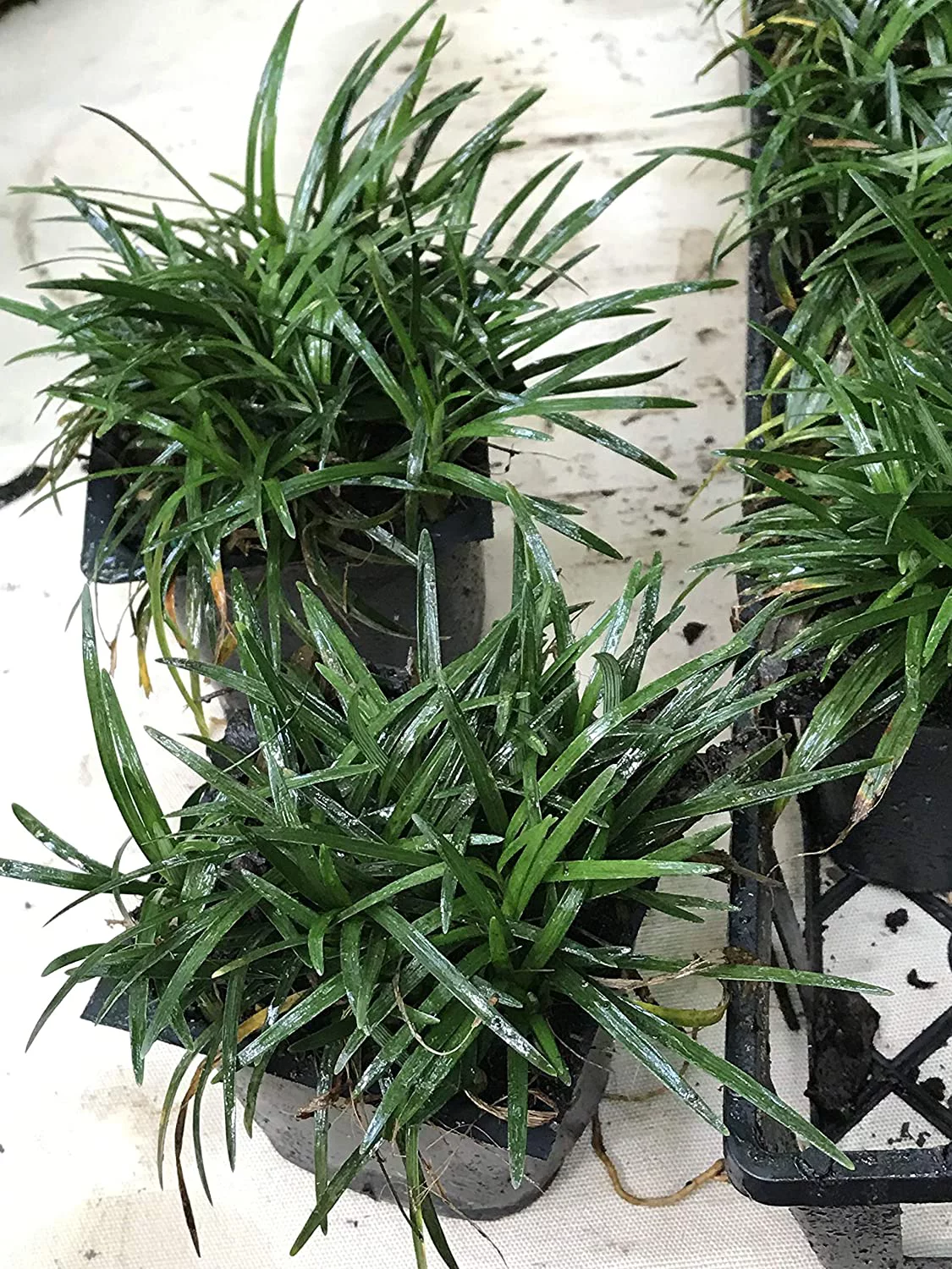 Dwarf Mondo Grass (Ophiopogon japonicus 'Nana') 18 Count Flat, 3.5