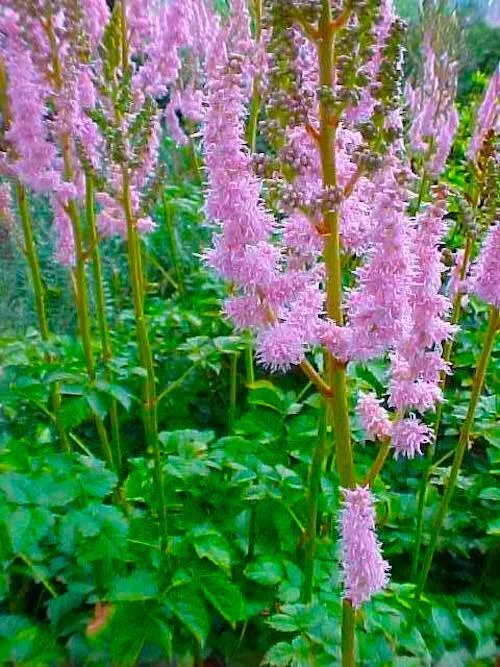 120+ ASTILBE TAQUETII LILAC ROSE DEER RESIST SHADE PERENNIAL FLOWER SEEDS
