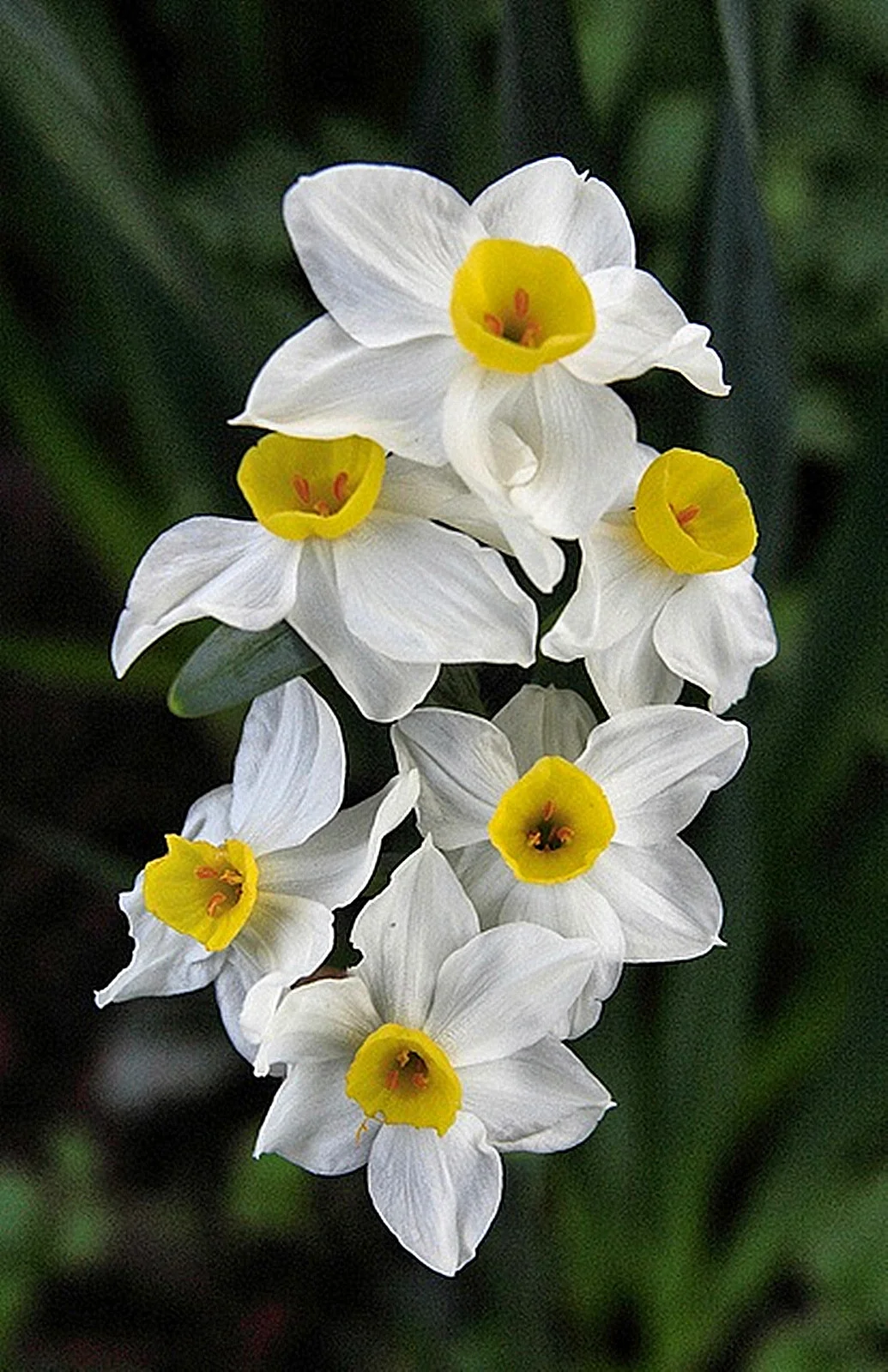 Narcissus Bulbs, Perennials, Seasonal Flowers, Perennials,Fresh Air,Potted Plants,Daffodil Plants,Narcissus Bulbs For Sale