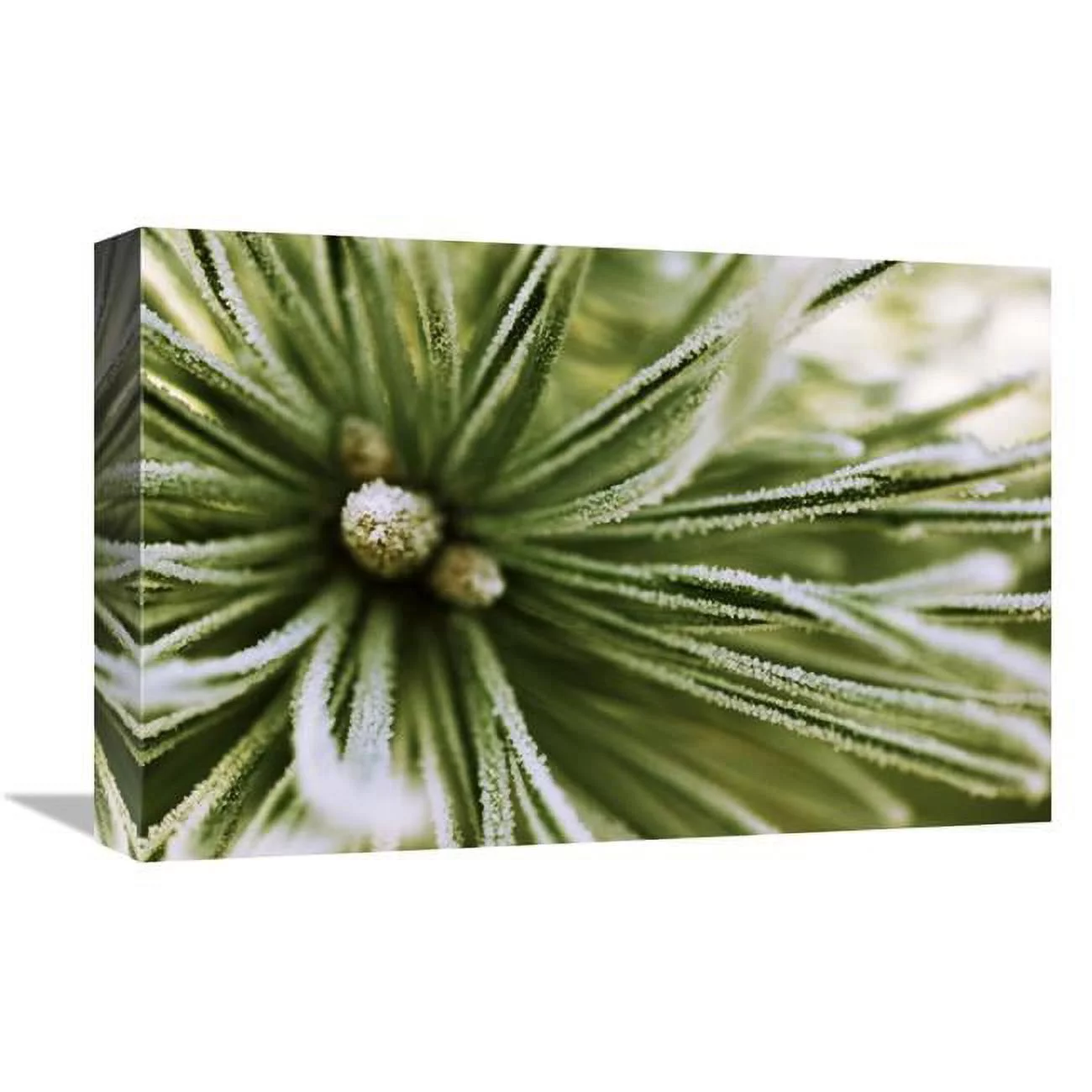 12 x 18 in. Scotch Pine Close Up, Europe Art Print - Jan Vermeer