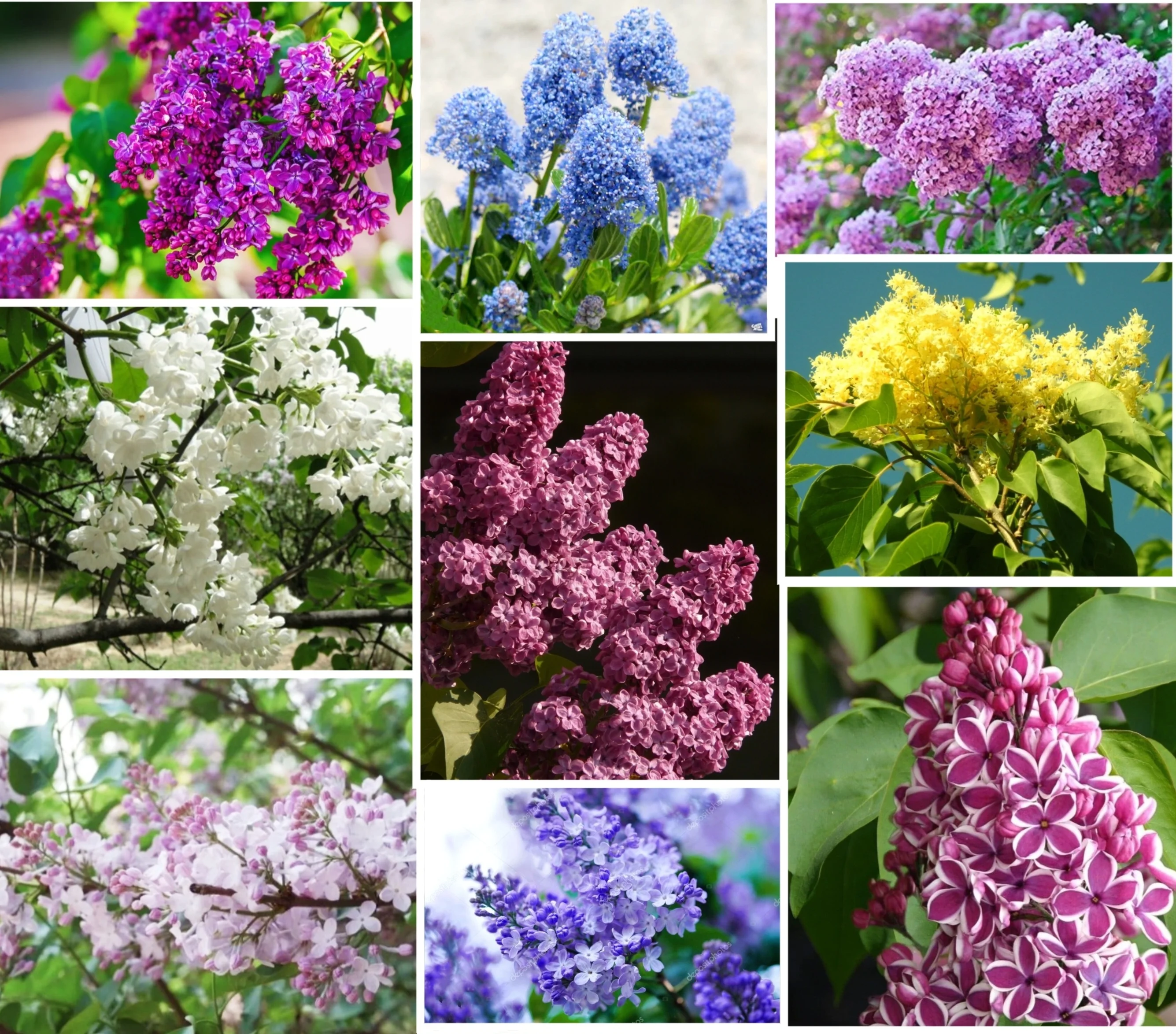 50 Mixed Lilac Seeds Extremely Fragrant Japanese Tree Lilac Shrub Syringa Vulgaris