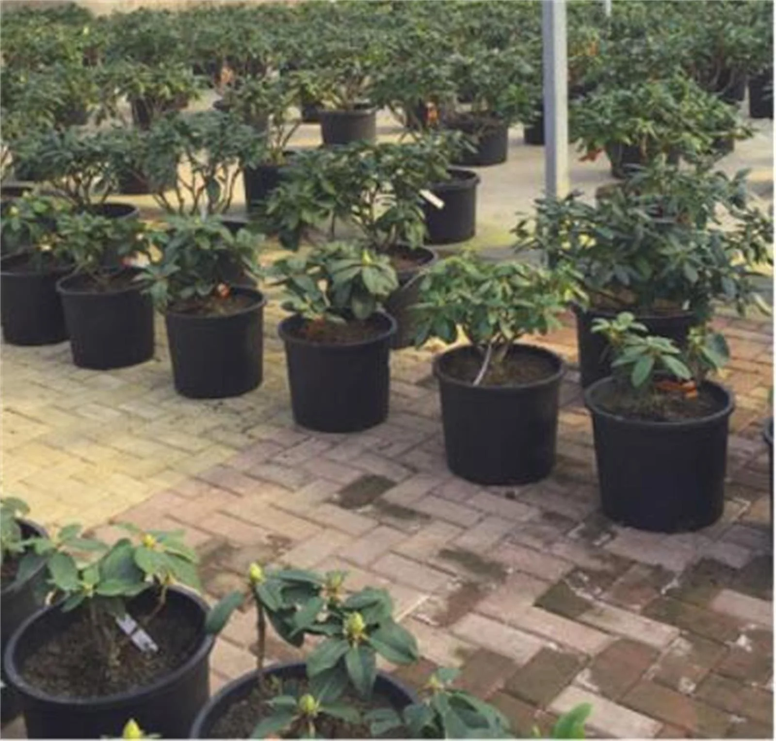 YDNGF 3pc 3 Gallon Pots for Foreign Trade Tree Planting Garden Nursery Plastic Flower Pots 3 Gallon Nursery Pot Plastic Planters for Outdoor Indoor Vegetation Gardening 3 Pack Flower Pots Pots