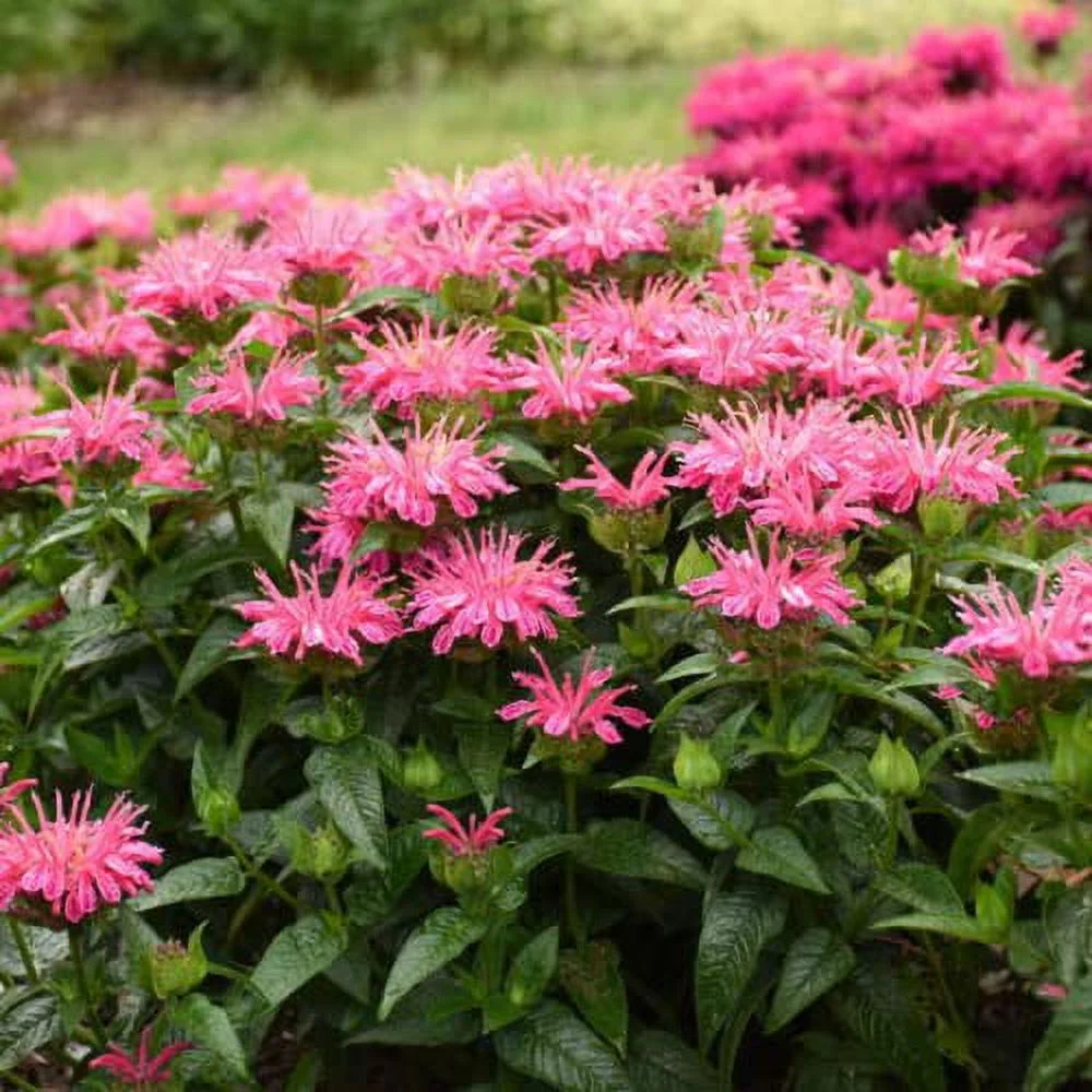 CHUXAY GARDEN Monarda 'Balmy Pink',Pink Bee Balm Seed,Bergamot 100 Seeds Perennial Flowering Plant Attract Butterflies and Hummingbirds Beautiful Potted Plants