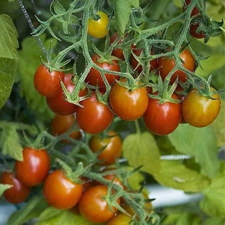 Clovers Garden Grape Tomato Plant– Two (2) Live Plants – Not Seeds – Each 5