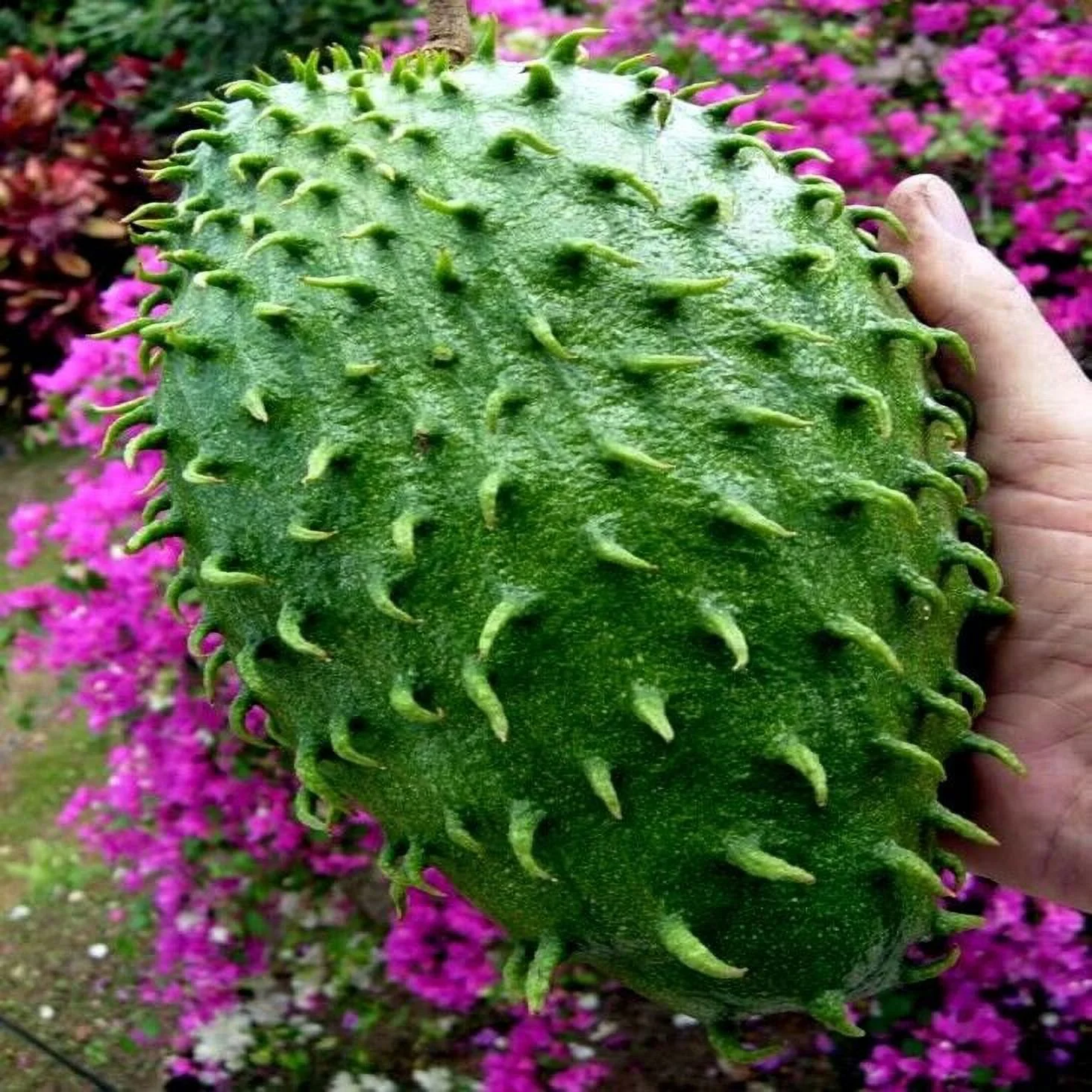 SOURSOP FRUIT TREE SEEDS Annona muricata Graviola Tropical RARE Brazilian Pawpaw, 10 SEEDS