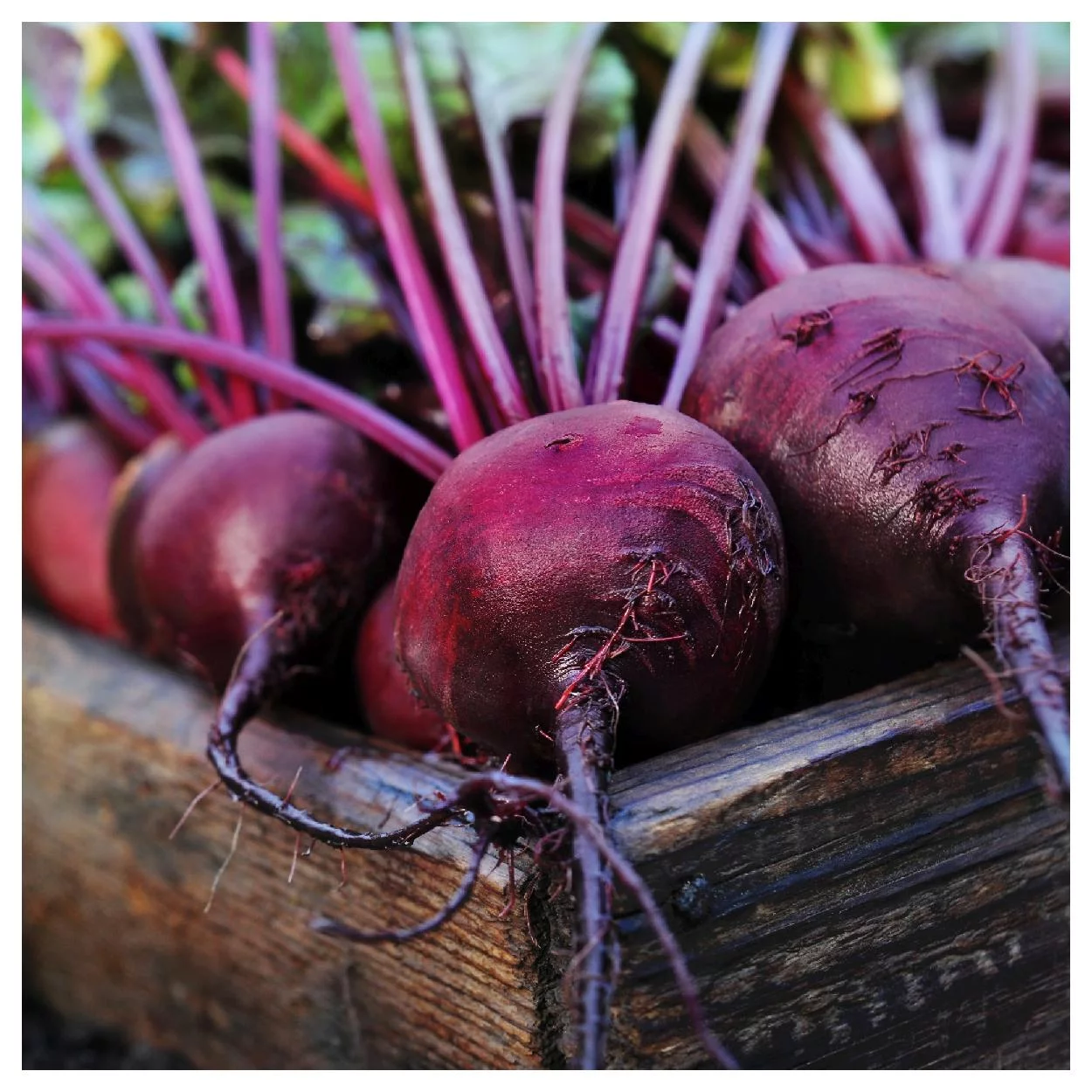 Everwilde Farms - 200 Detroit Dark Red Beet Seeds - Gold Vault Jumbo Bulk Seed Packet