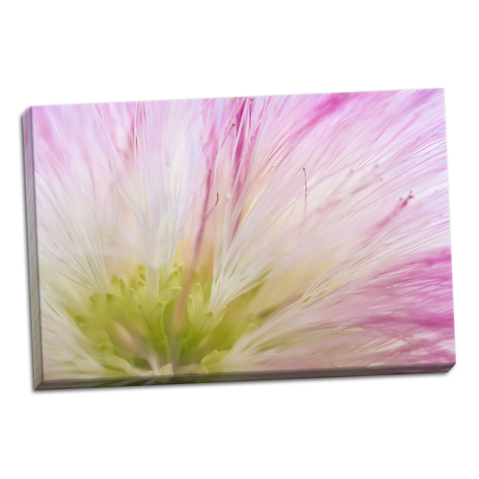 Gango Home Decor Mimosa Tree Blossom IV by Kathy Mahan (Ready to Hang); One 36x24in Hand-Stretched Canvas