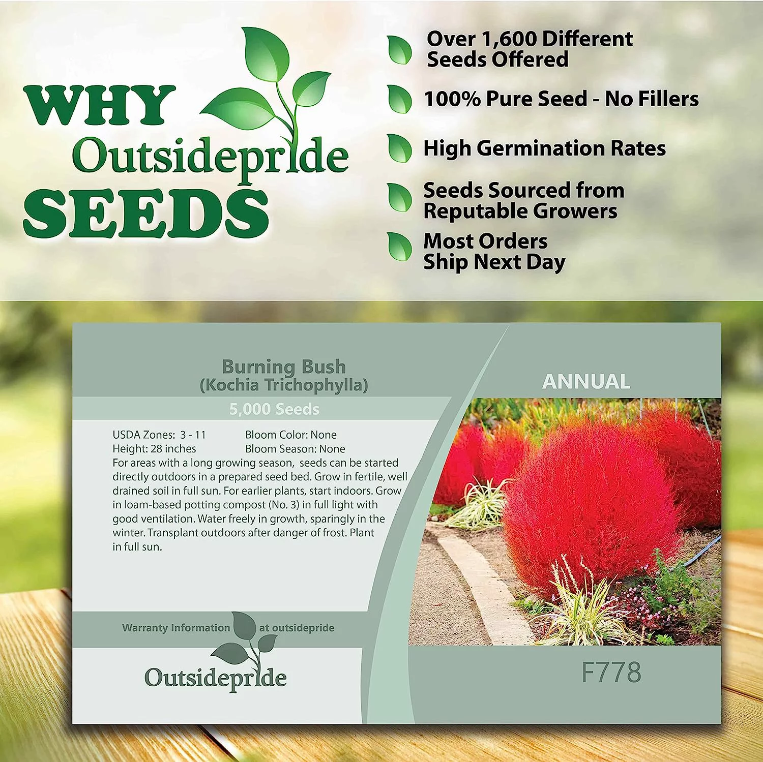 Outsidepride Burning Bush Kochia Trichophylla Plant Seed - 10000 Seeds