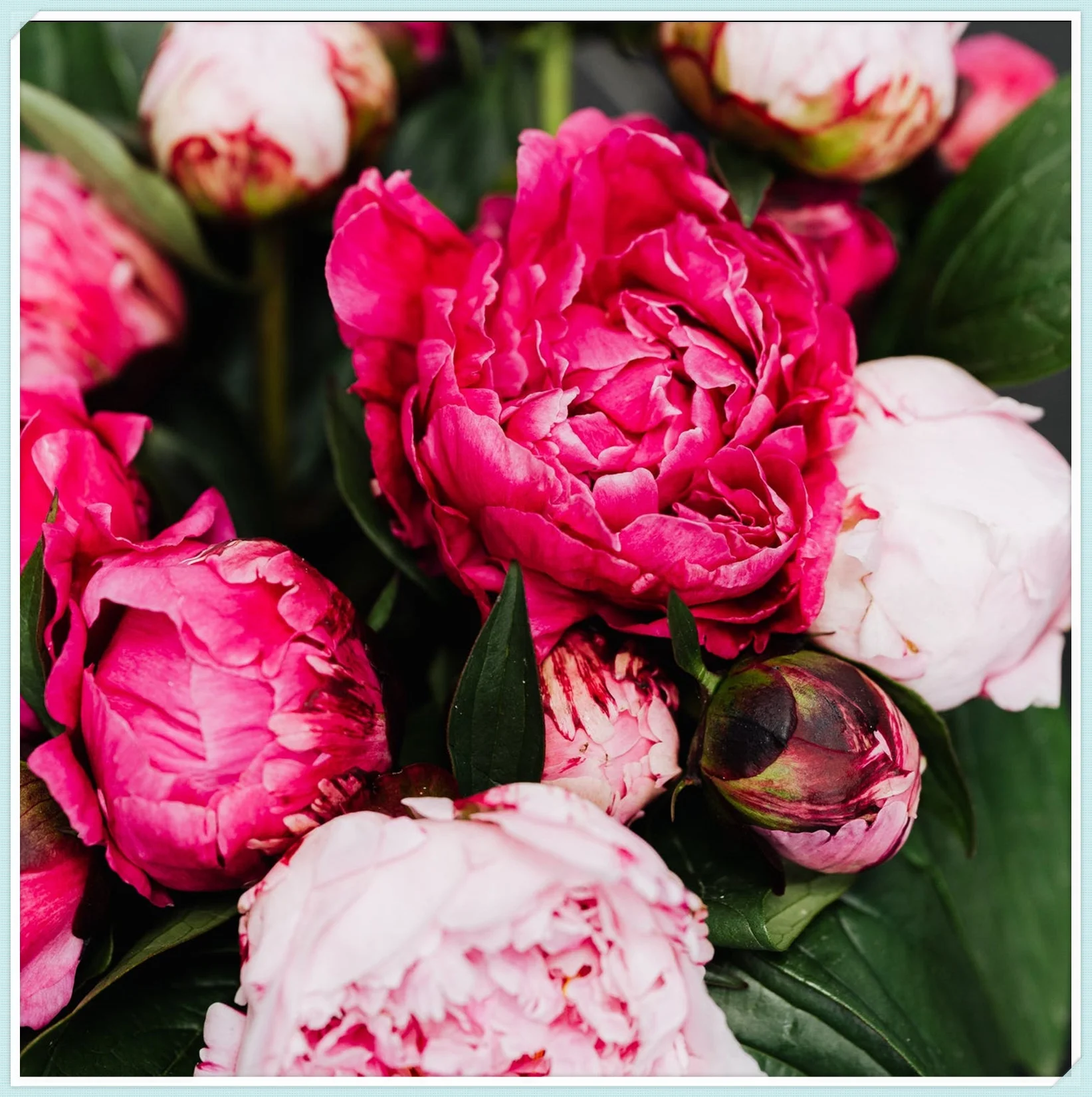 Peony Bulbs，Peony Bulbs For Planting Now，Peony Plant，Peony Flowers，Peony Plants Bulbs，Peony Plants Garden Ready，Peony Plants Bare Root