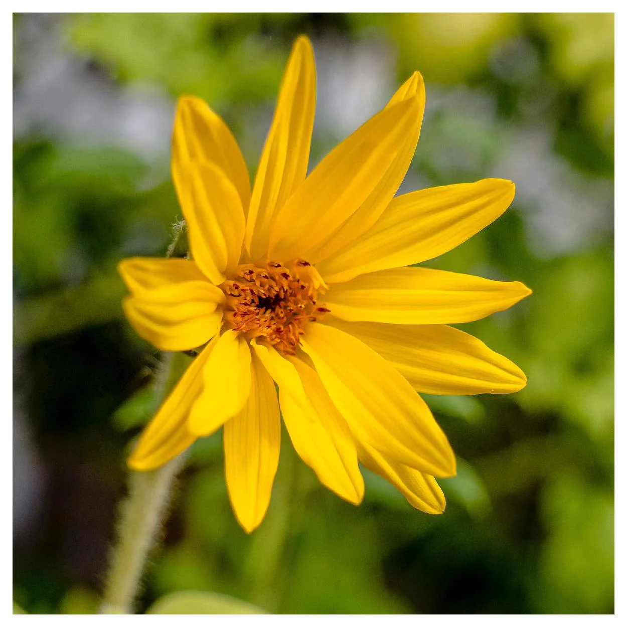 Everwilde Farms - 40 Showy Sunflower Native Wildflower Seeds - Gold Vault Jumbo Bulk Seed Packet