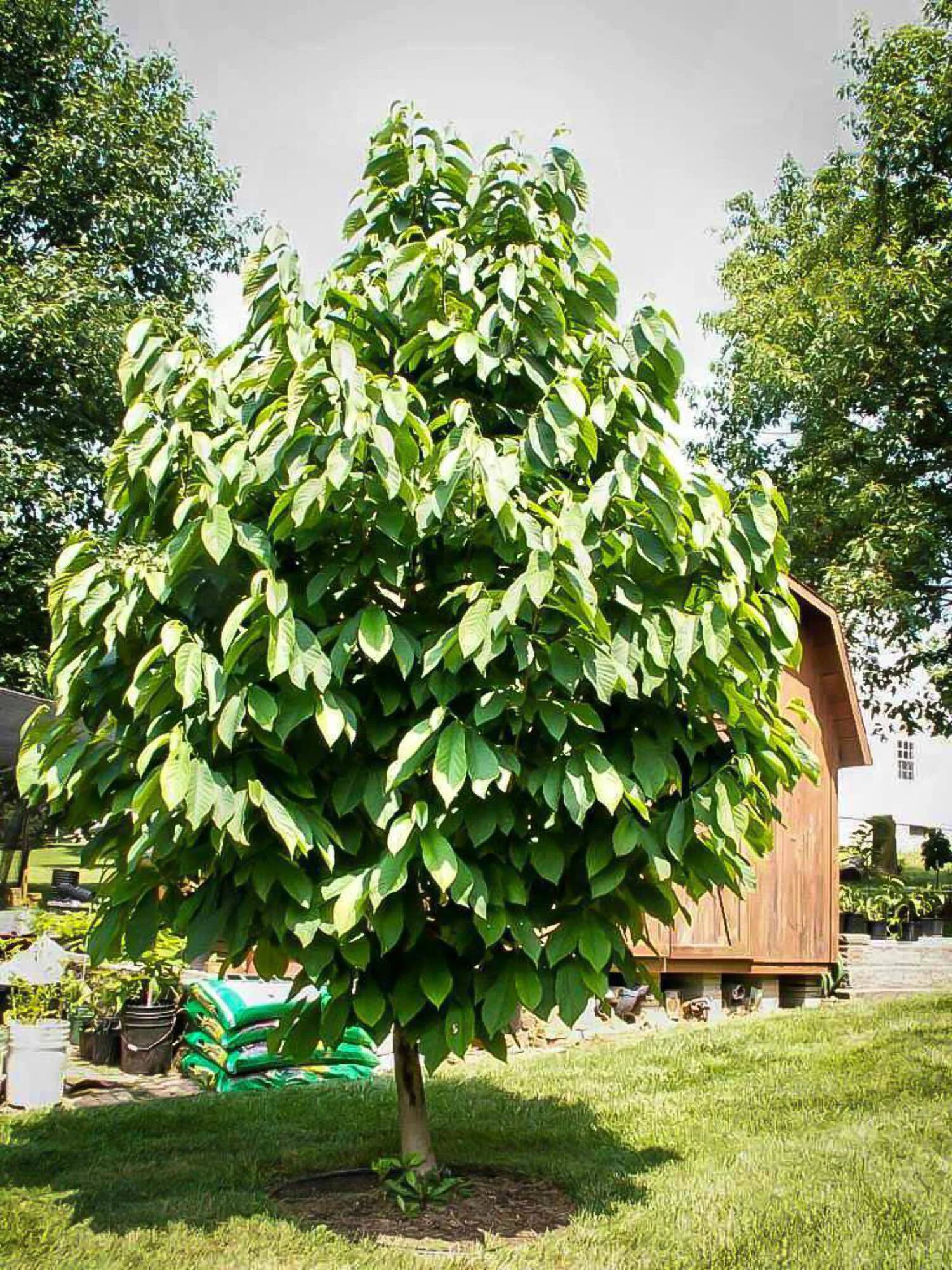 Paw Paw tree (large seedling)