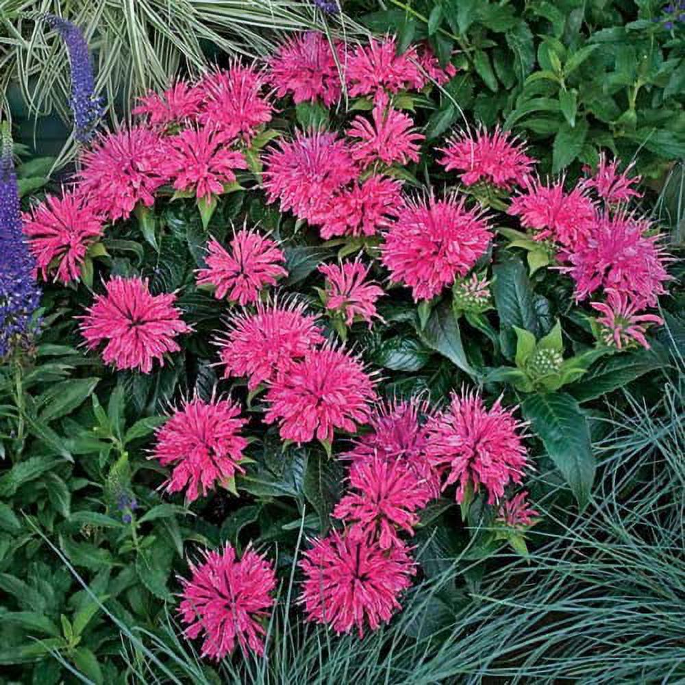 CHUXAY GARDEN Monarda 'Balmy Pink',Pink Bee Balm Seed,Bergamot 100 Seeds Perennial Flowering Plant Attract Butterflies and Hummingbirds Beautiful Potted Plants