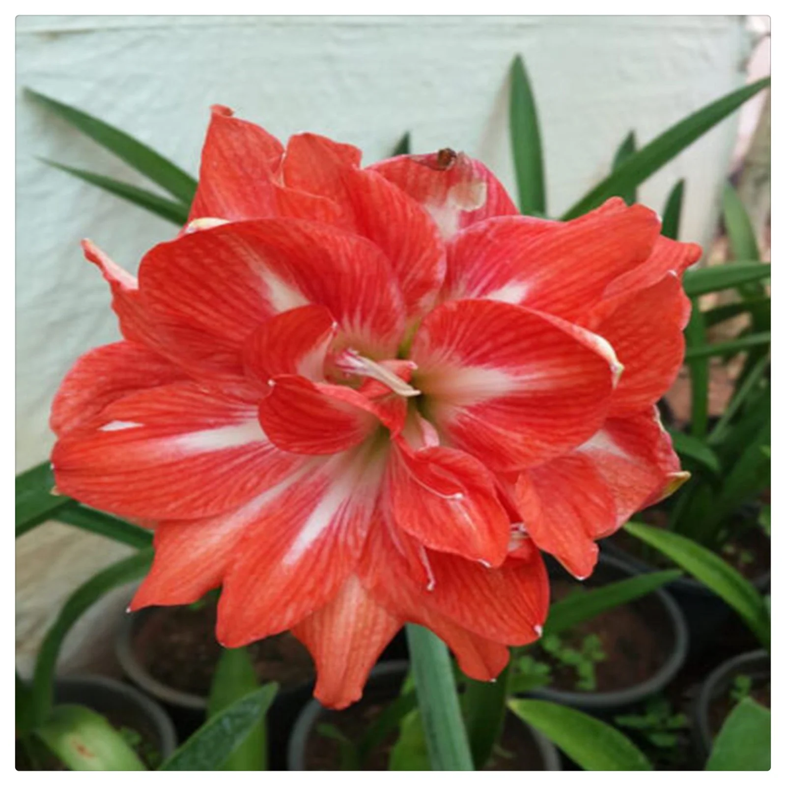 Amaryllis  bulbs      Amaryllis plants live     Amaryllis plant already in pot     Double bulbs 	Houseplants   Amaryllis plant