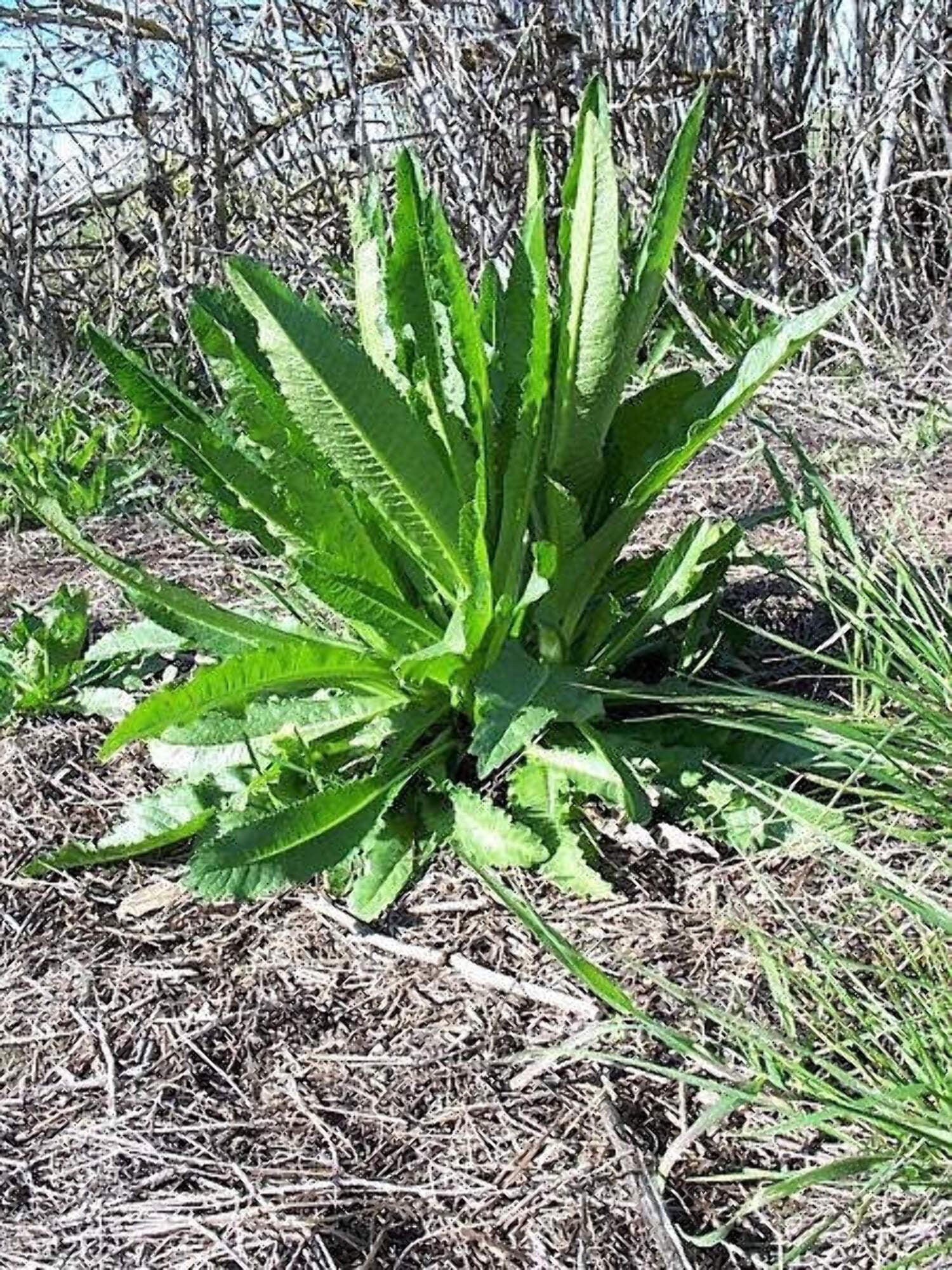 75 FULLERS TEASEL Indian Teasel Dipsacus Sativus White Flower Herb Seeds