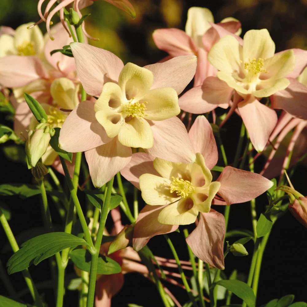 Aquilegia Pink Yellow Columbine Perennial Cut Flower Seeds - 30 Seeds