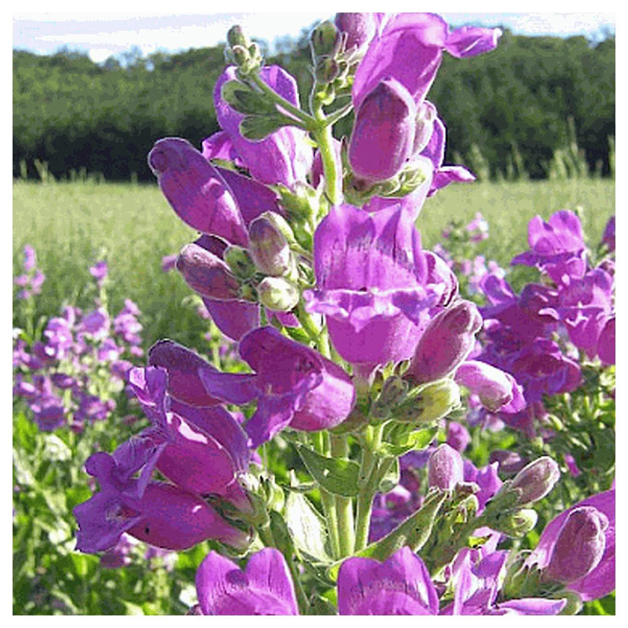 Everwilde Farms - 125 Showy Beardtongue Native Wildflower Seeds - Gold Vault Jumbo Bulk Seed Packet