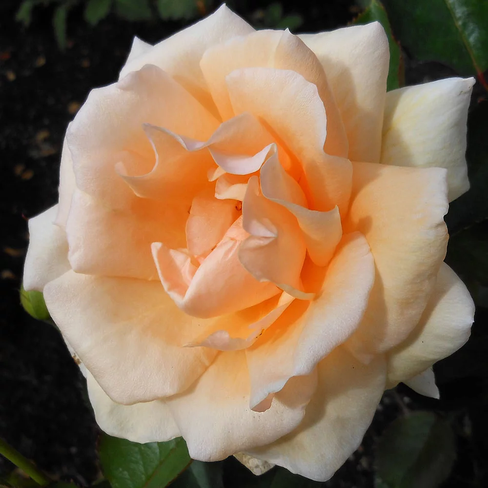 Heirloom Roses - Gentle Persuasion Hardy Rose Bush