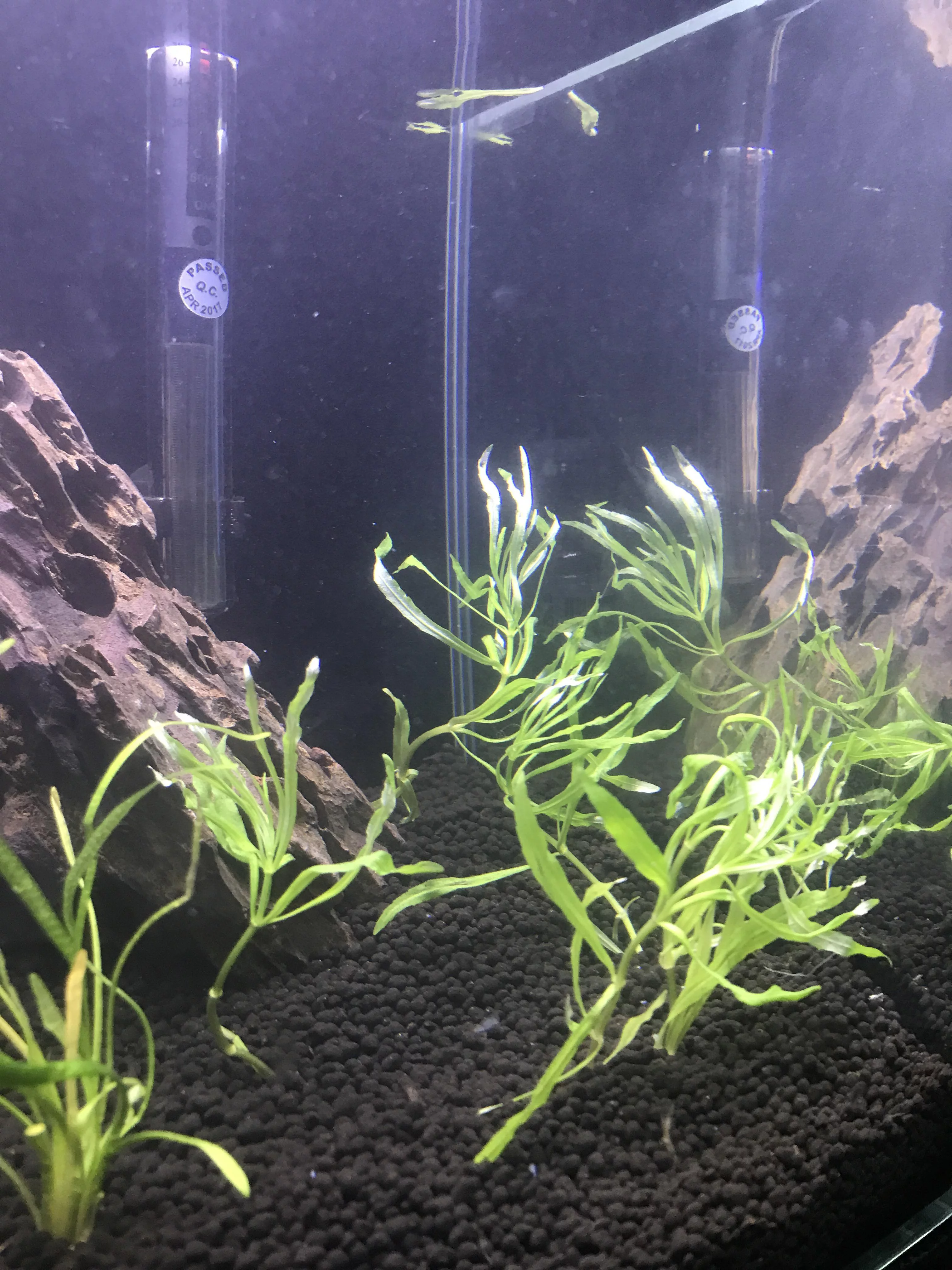 Pogostemon Stellatus Narrowleaf (Bunch 3-5 Stems) Live Aquarium Plants