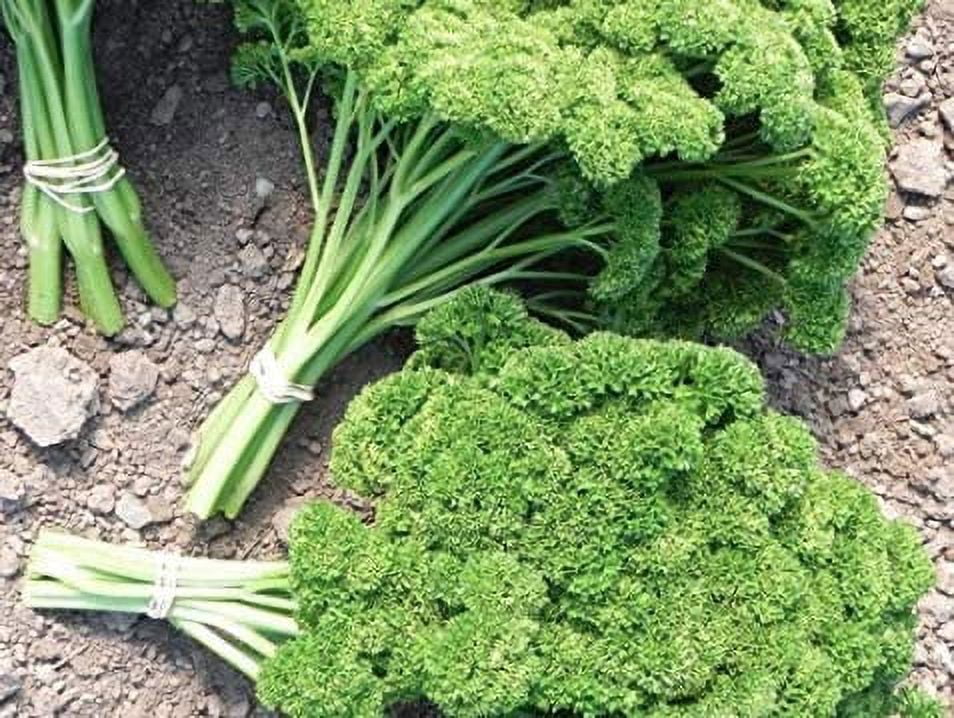 Triple Curled Parsley Seeds, 250 Heirloom Seeds Per Packet, Non GMO Seeds