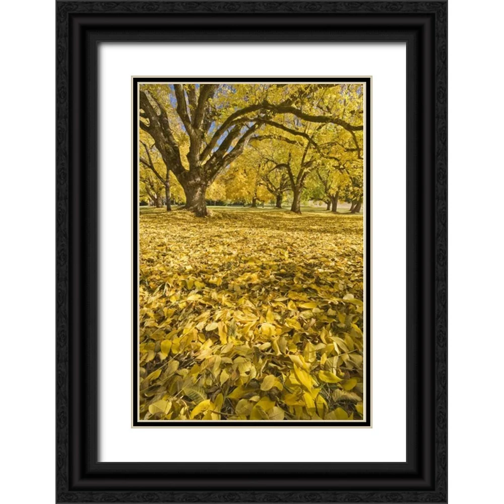 Paulson, Don 23x32 Black Ornate Wood Framed with Double Matting Museum Art Print Titled - Oregon, Joseph H Stewart Walnut trees in autumn