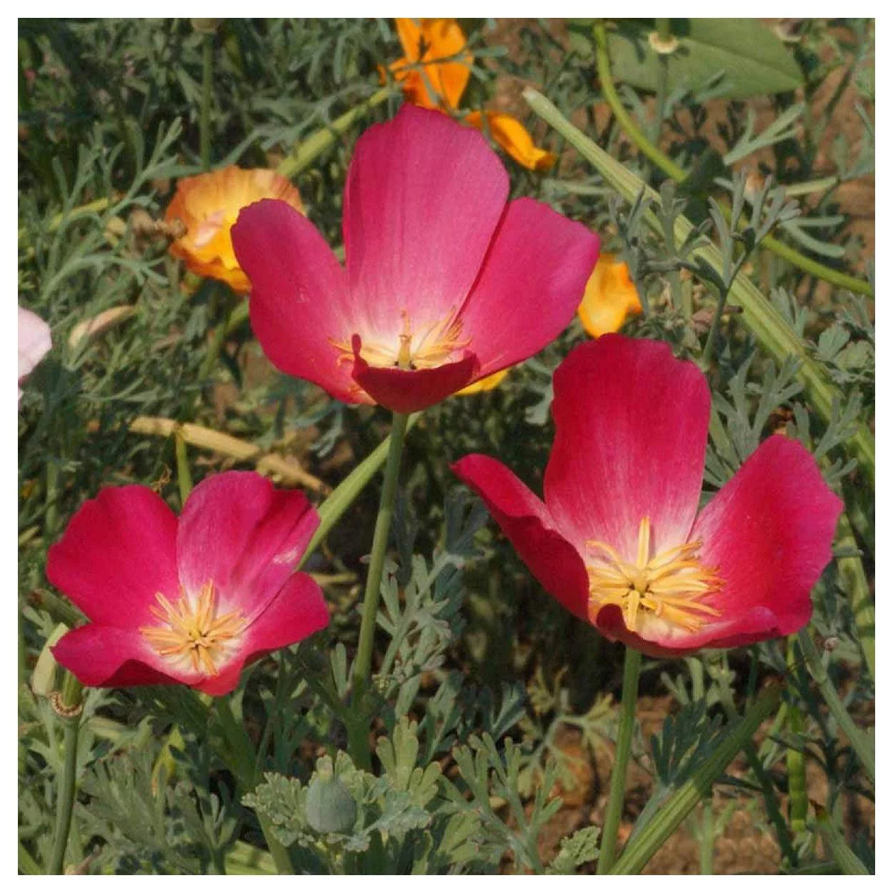 Everwilde Farms - 1/4 lb Carmine King California Poppy Garden Flower Seeds - Gold Vault Bulk Seed Packet