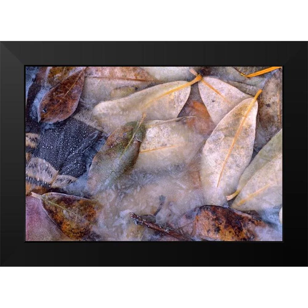 Fitzharris, Tim 14x11 Black Modern Framed Museum Art Print Titled - Frozen Willow Leaves and Grouse Feather