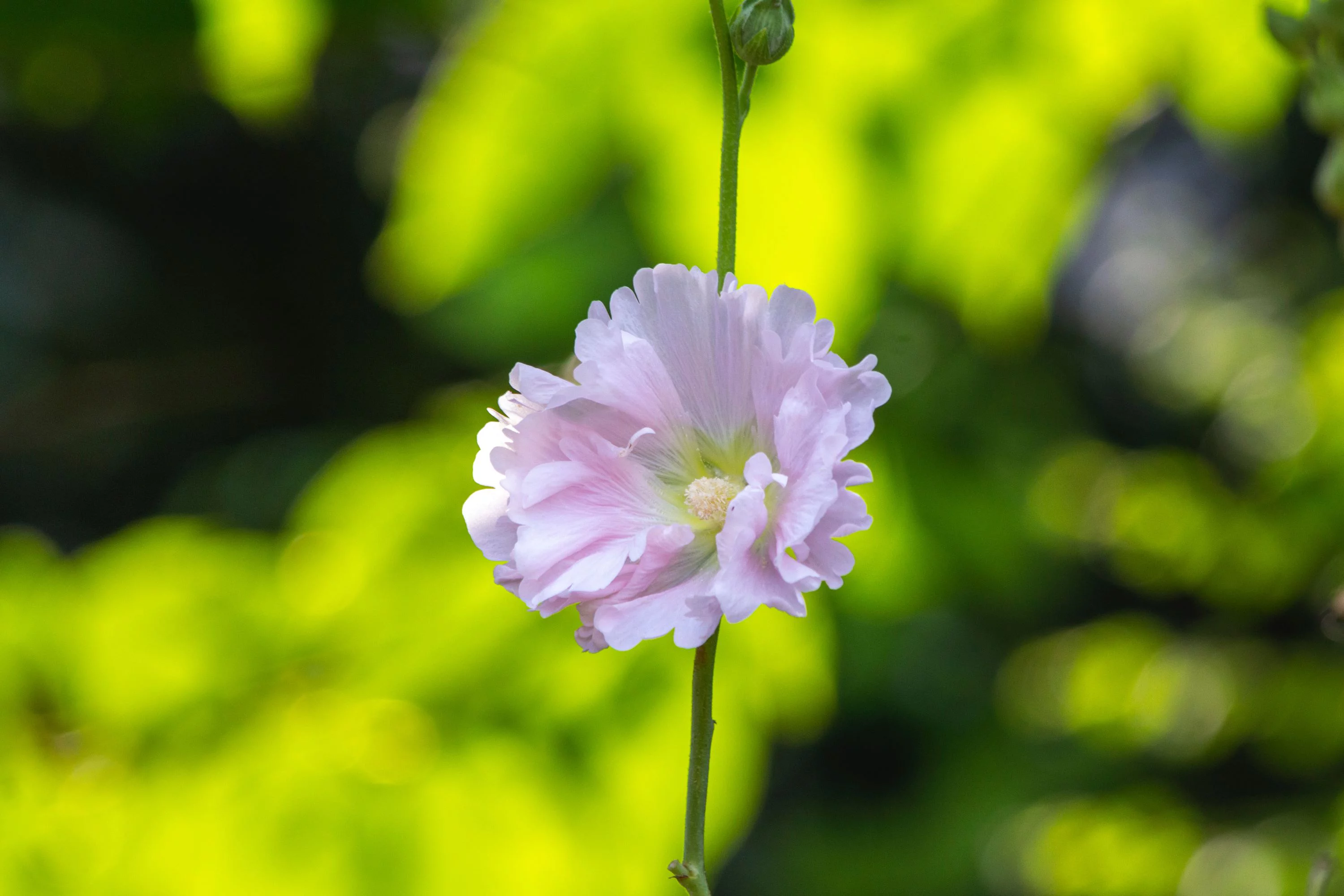 Kankakee Mallow/ Perennial/ Full Sun/ 1400 Seeds 1/8 oz/  Zellajake Farm and Garden - B252