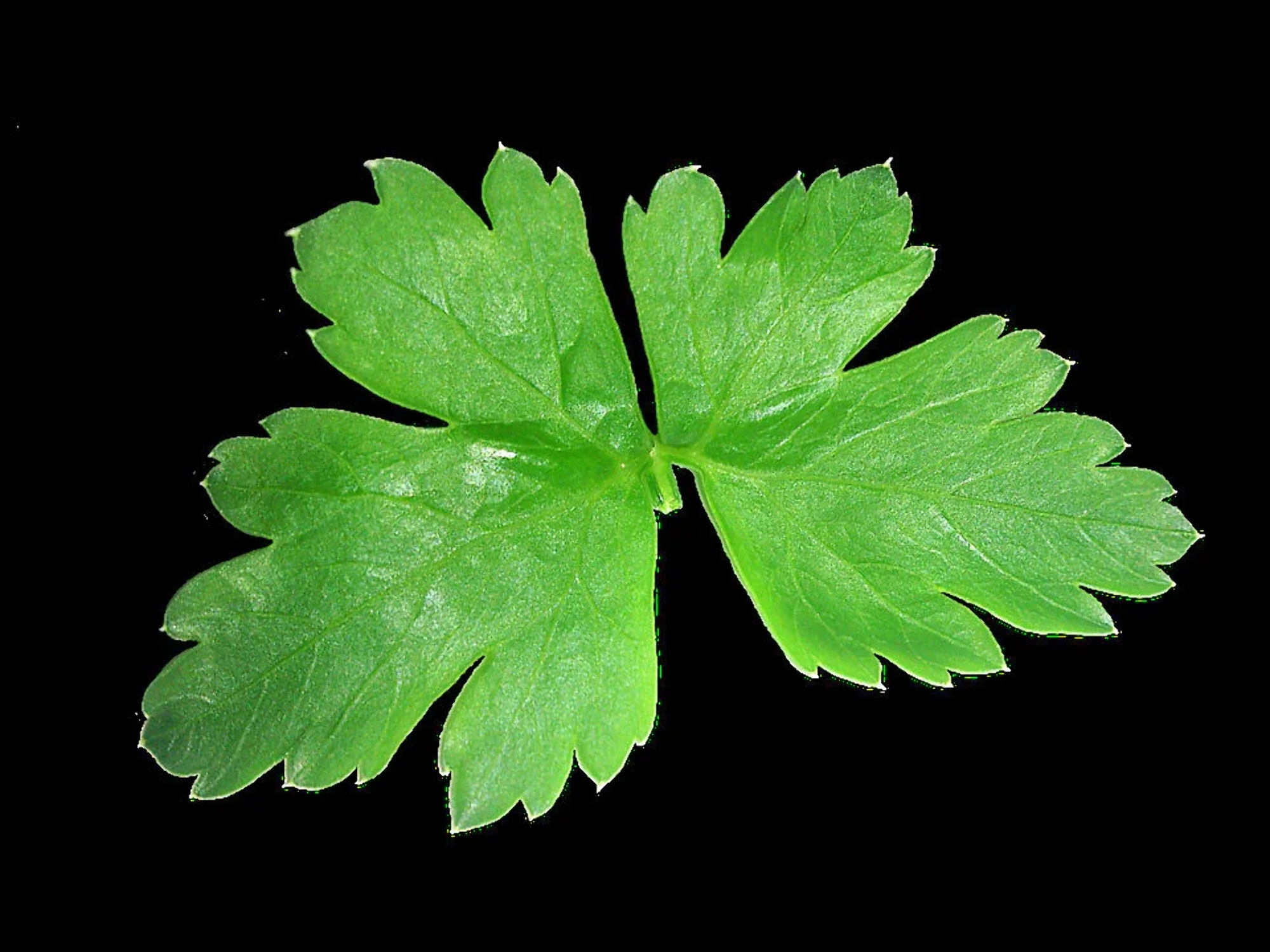 1500 FLAT LEAF PARSLEY Seeds Petroselinum Crispum Plain Single Italian Parsley Seeds