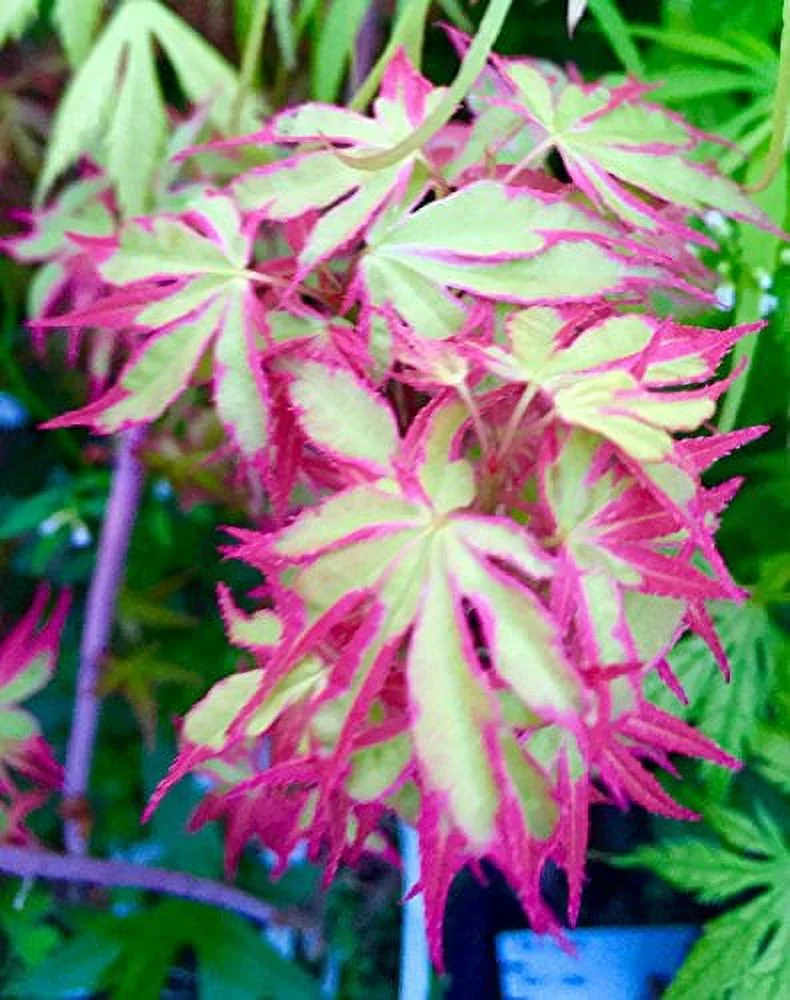 Beni Schichihenge Variegated Japanese Maple 3 - Year Live Plant