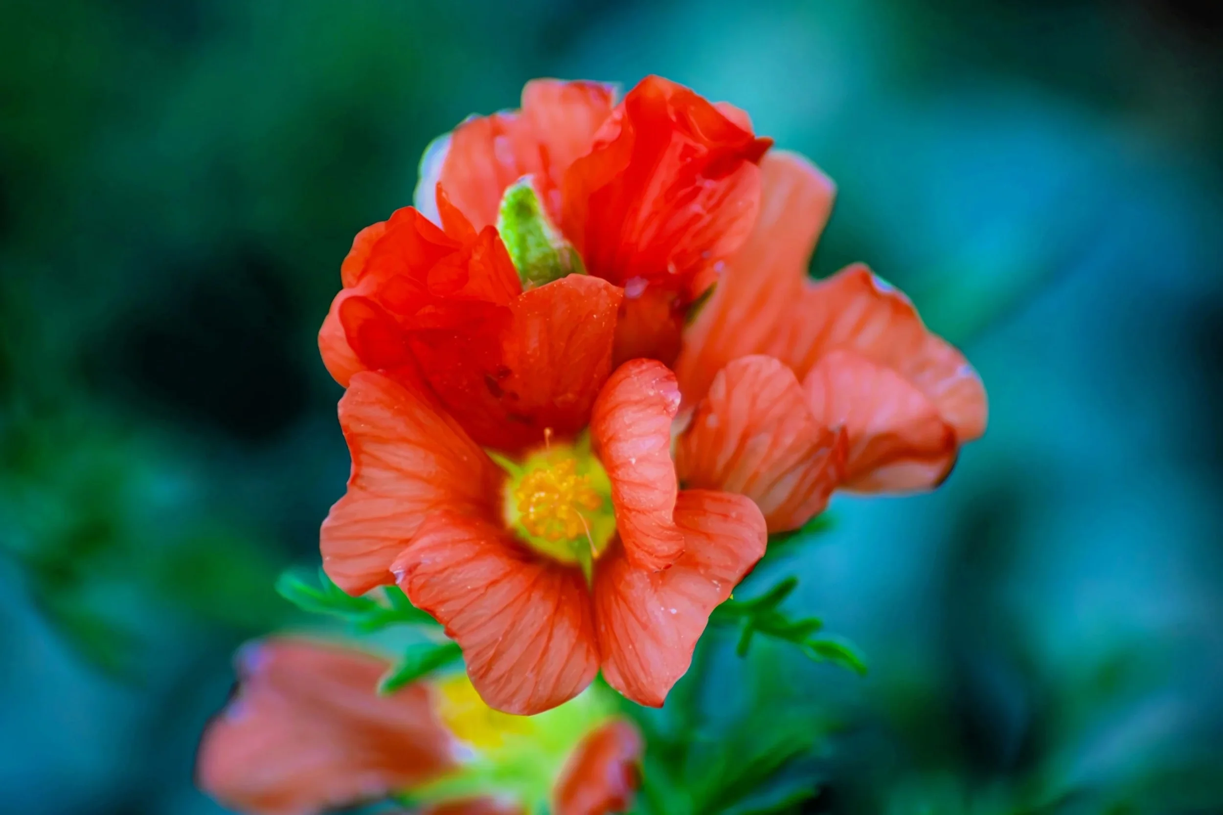 20 SCARLET GLOBEMALLOW Sphaeralcea Coccinea Cowboy's Delight Native Red Prairie Mallow Flower Seeds