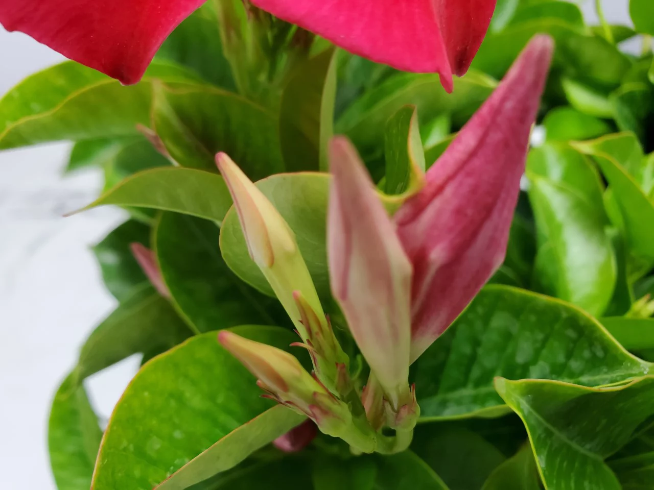 Tropical Plants of Florida 22